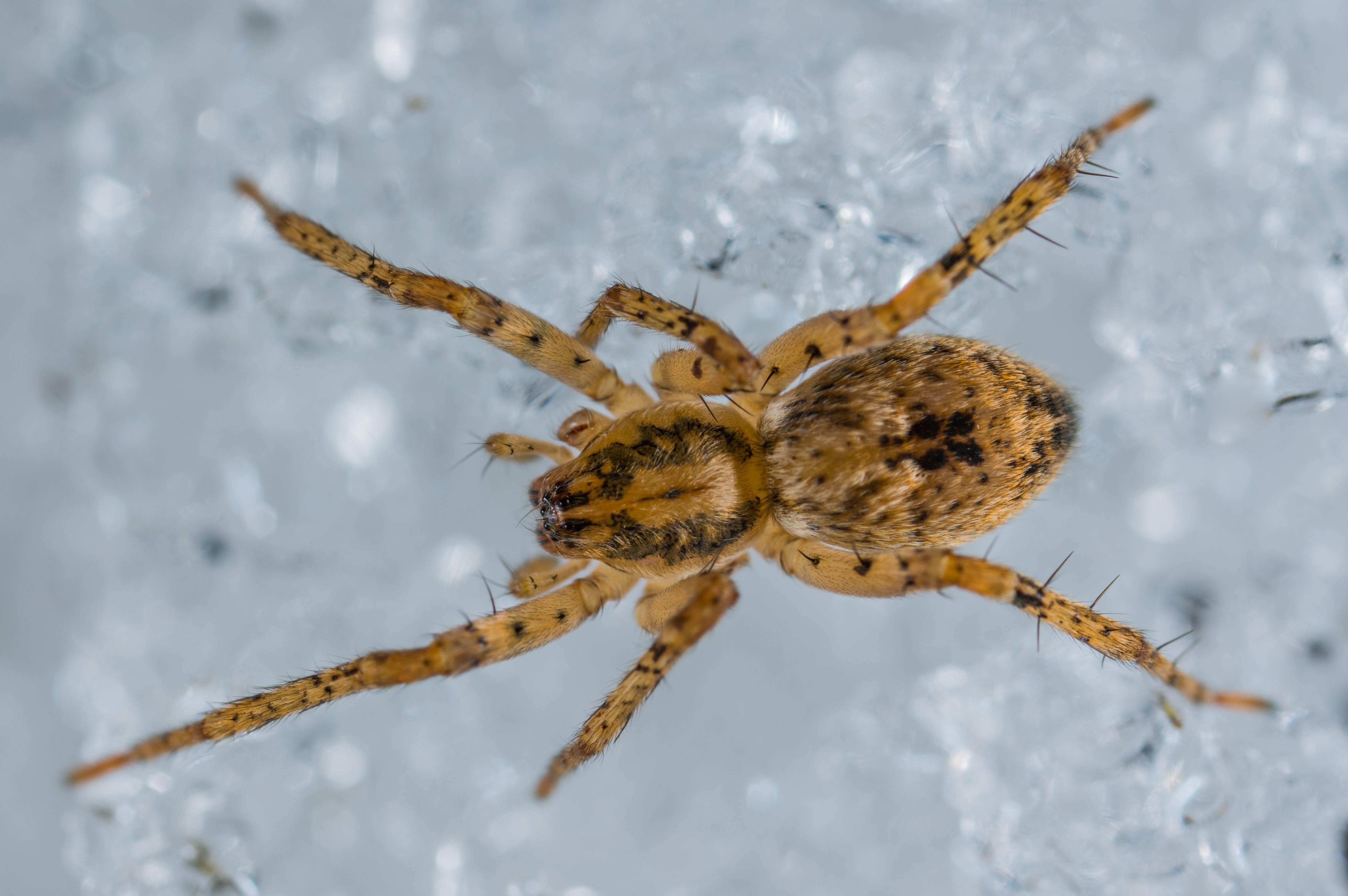 Araneus cavaticus