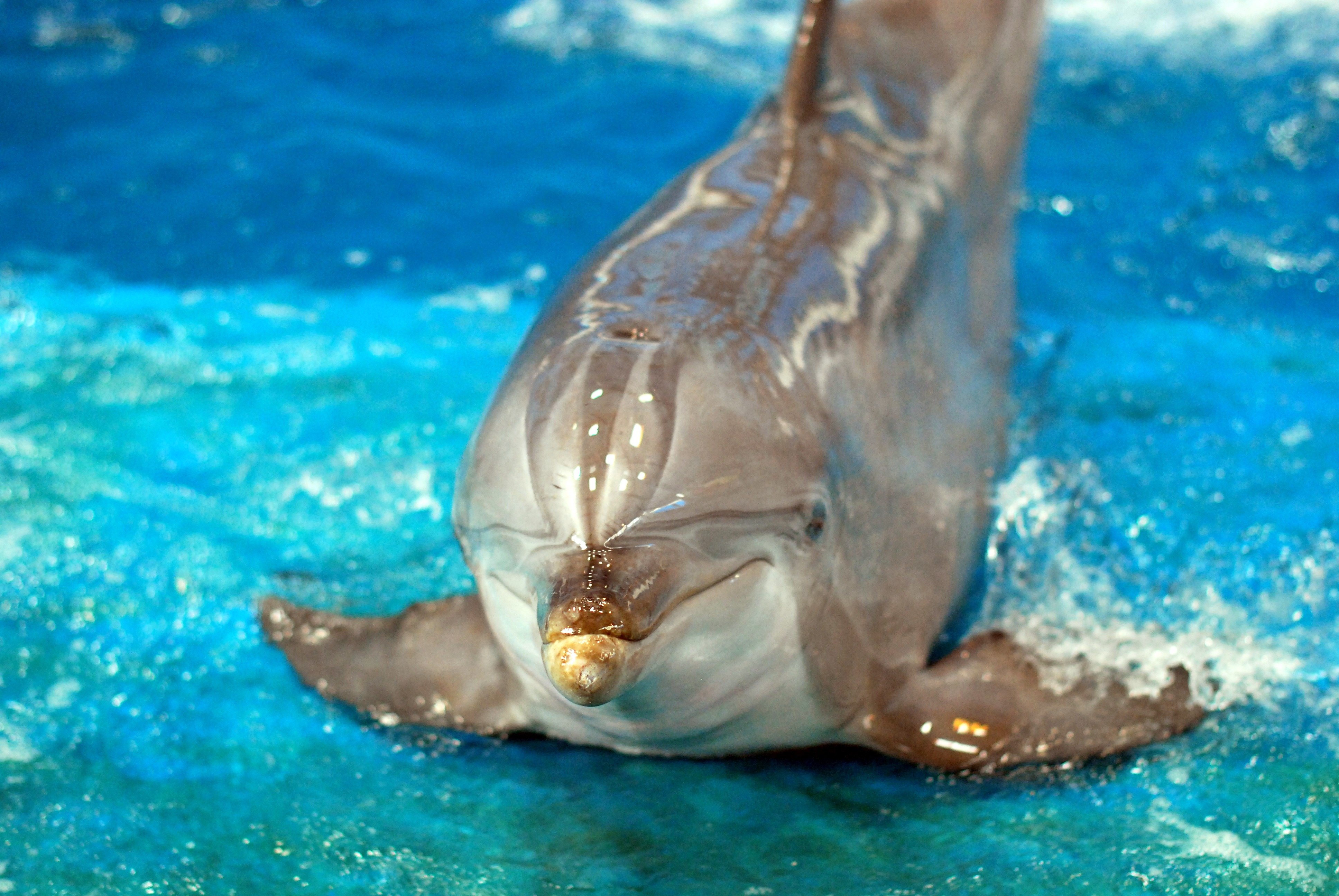 Дельфин живет в воде. Дельфины. Морской Дельфин. Дельфин фото. Дельфины в море.
