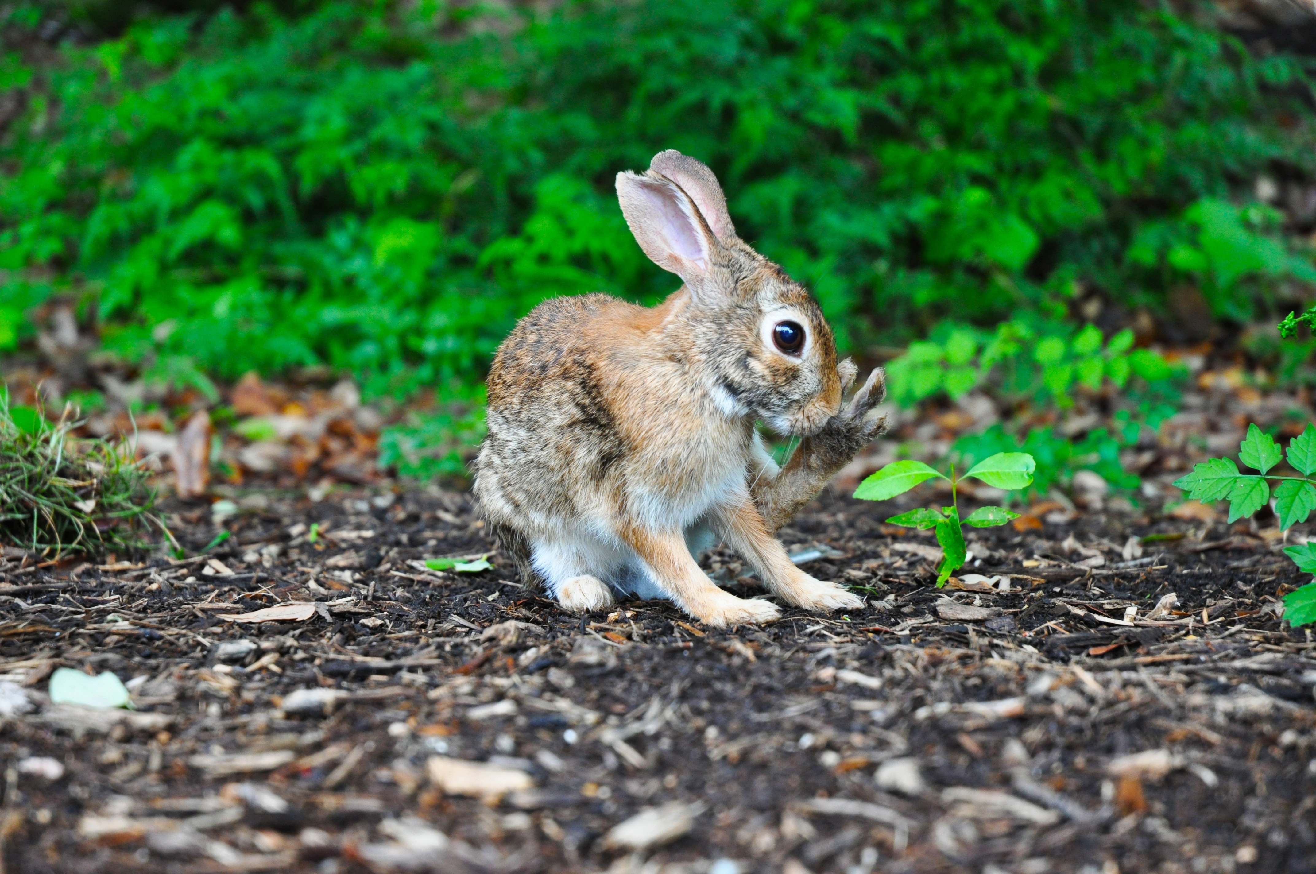 Зайчонок родившийся весной. Заяц толай. Заяц Русак с зайчатами. Заяц Русак и белка. Заяц в лесу.
