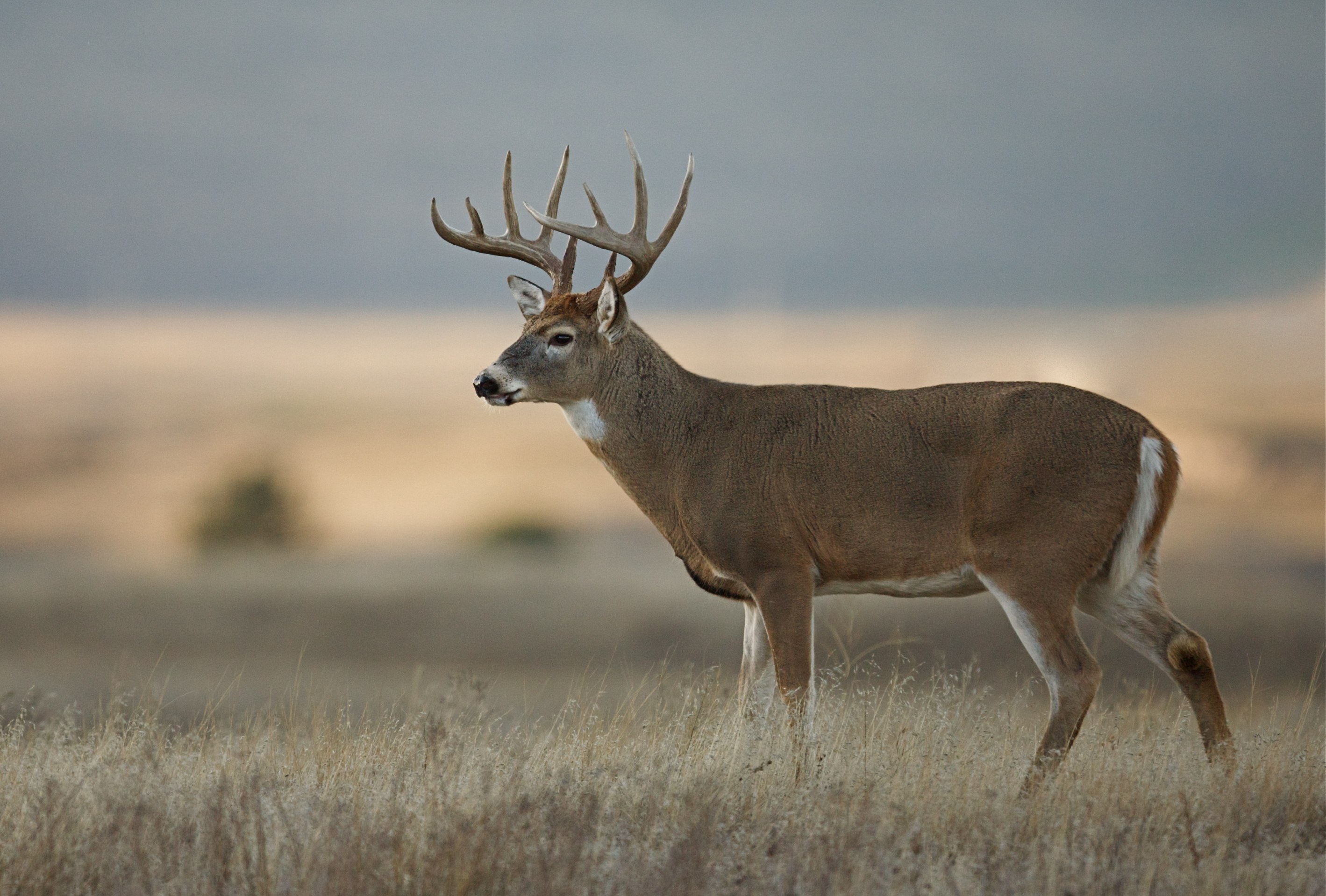 Odocoileus virginianus