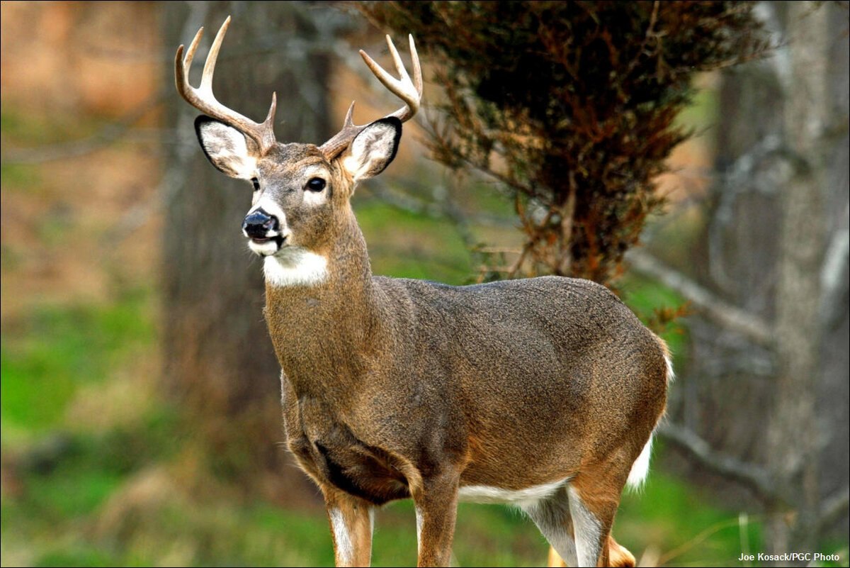 Odocoileus virginianus