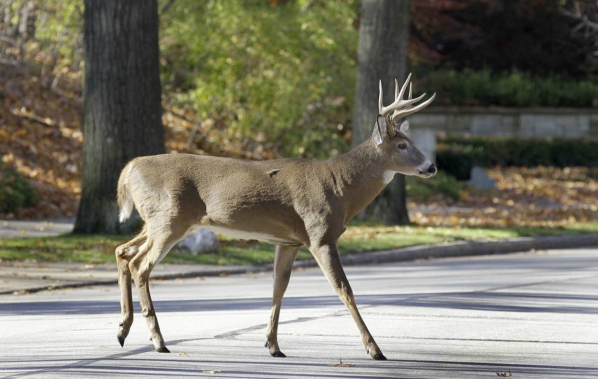 Odocoileus virginianus