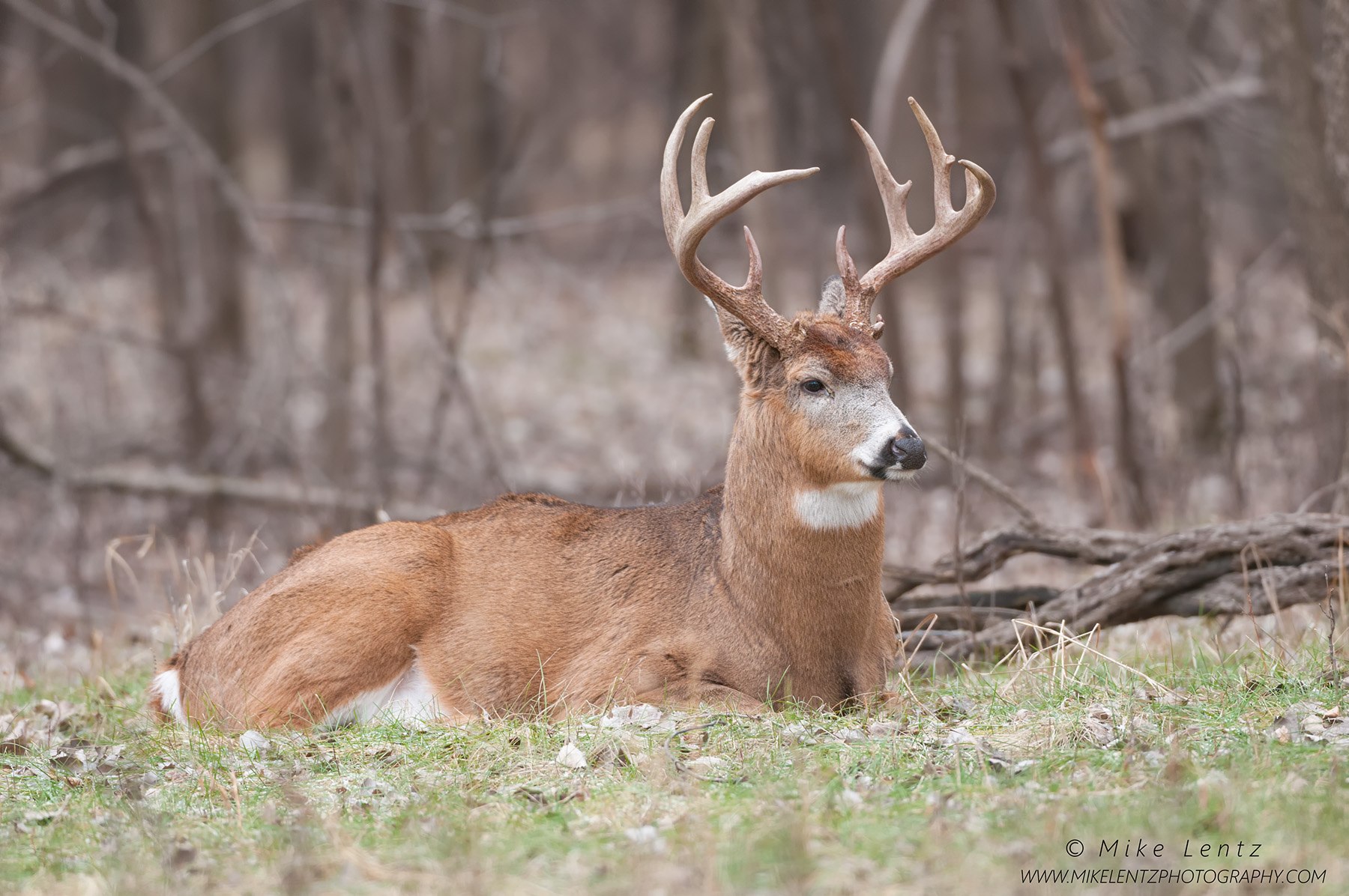 White tails. Виргинский олень Северной Америки. White tailed Deer. Благородный олень хвост. Виргинские олени в лесу.