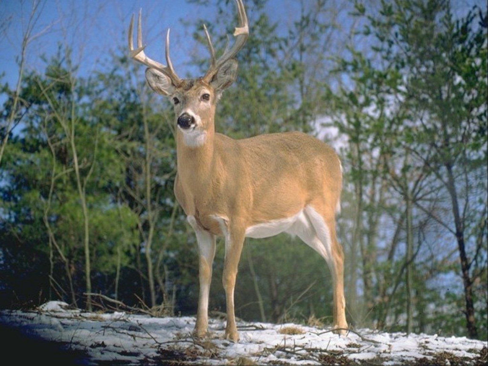 Deer photo. Белохвостый олень Канада. Белохвостый олень пятнистый. Виргинский олень (Белохвостый олень). Колумбийский Белохвостый олень.