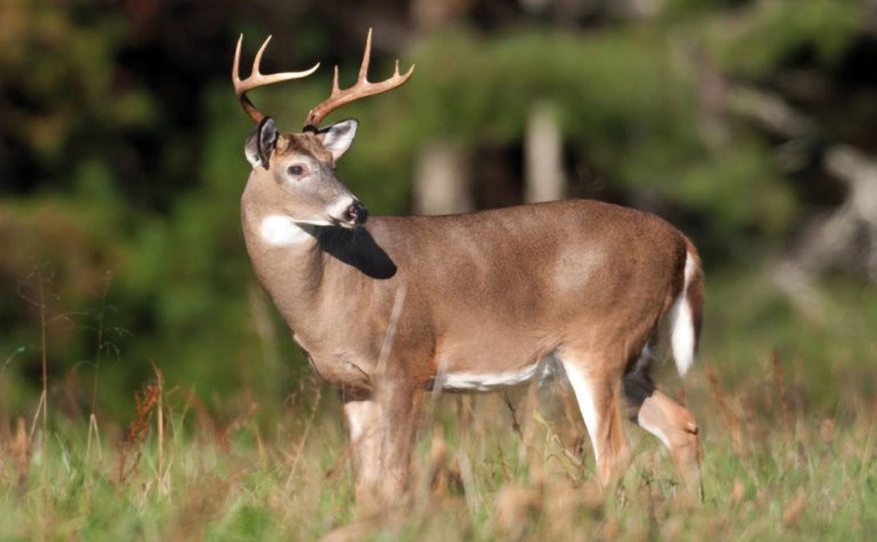 Odocoileus virginianus