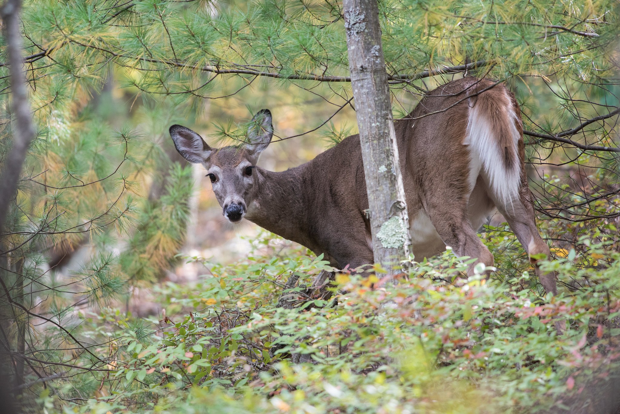 Odocoileus virginianus