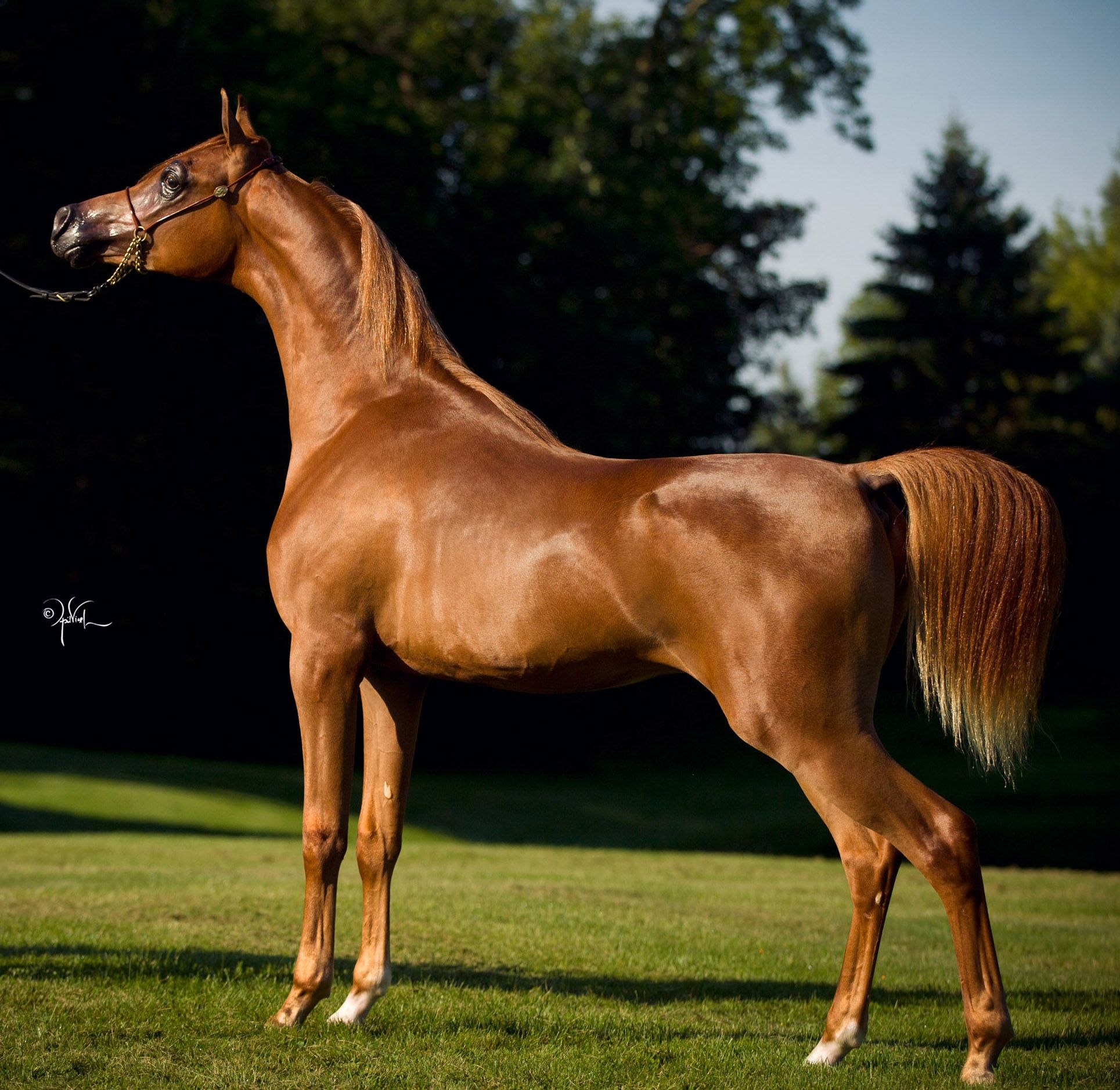 Horse standing. Арабская лошадь (арабский скакун). Арабская лошадь кохейлан-сиглави. Лошади породы арабская чистокровная. Арабская Скаковая порода лошадей.