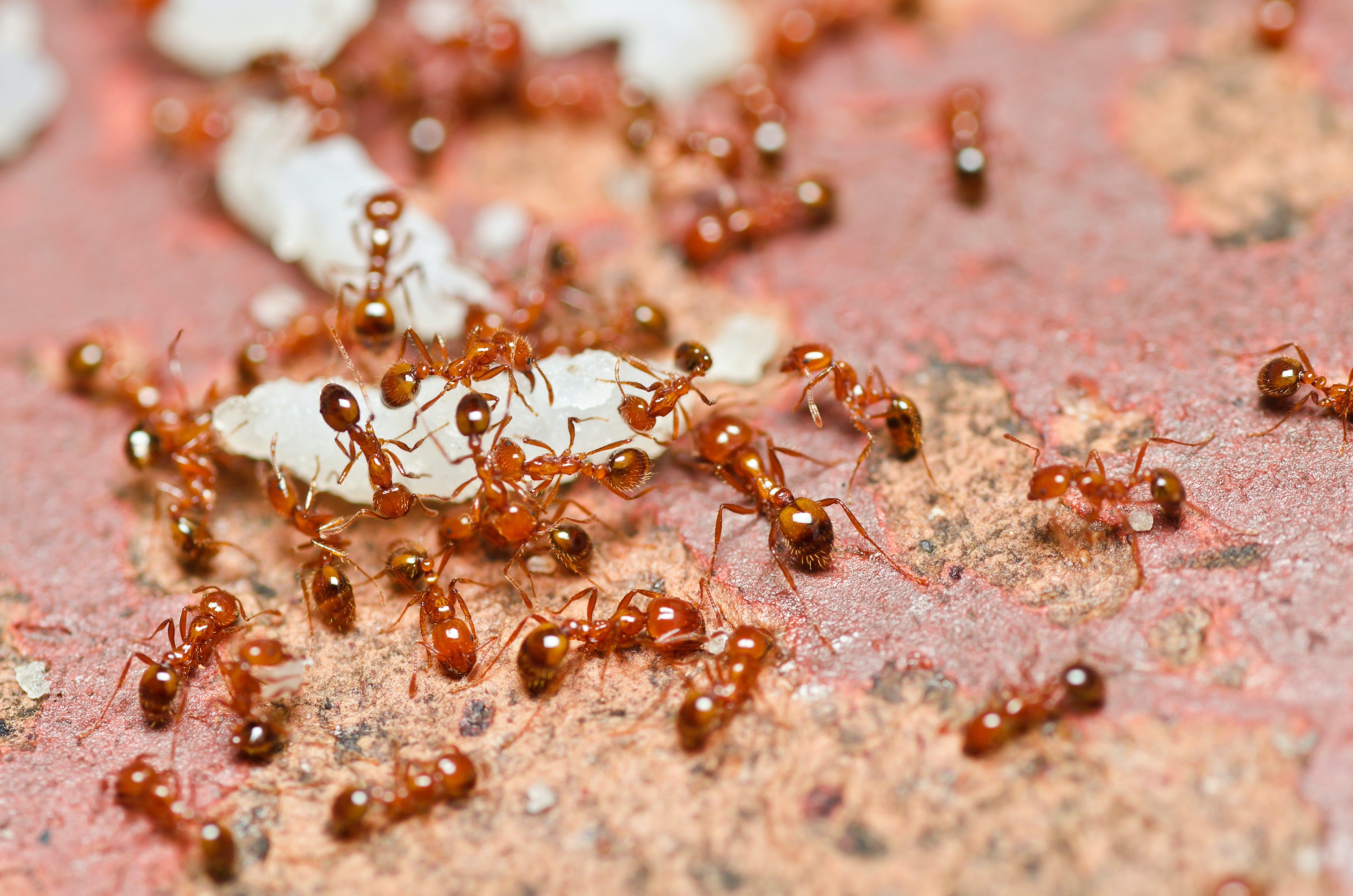Рыжие муравьи. Фараоновые муравьи Муравейник. Личинки фараоновых муравьев. Рыжие Фараоновы муравьи. Красные муравьи термиты.