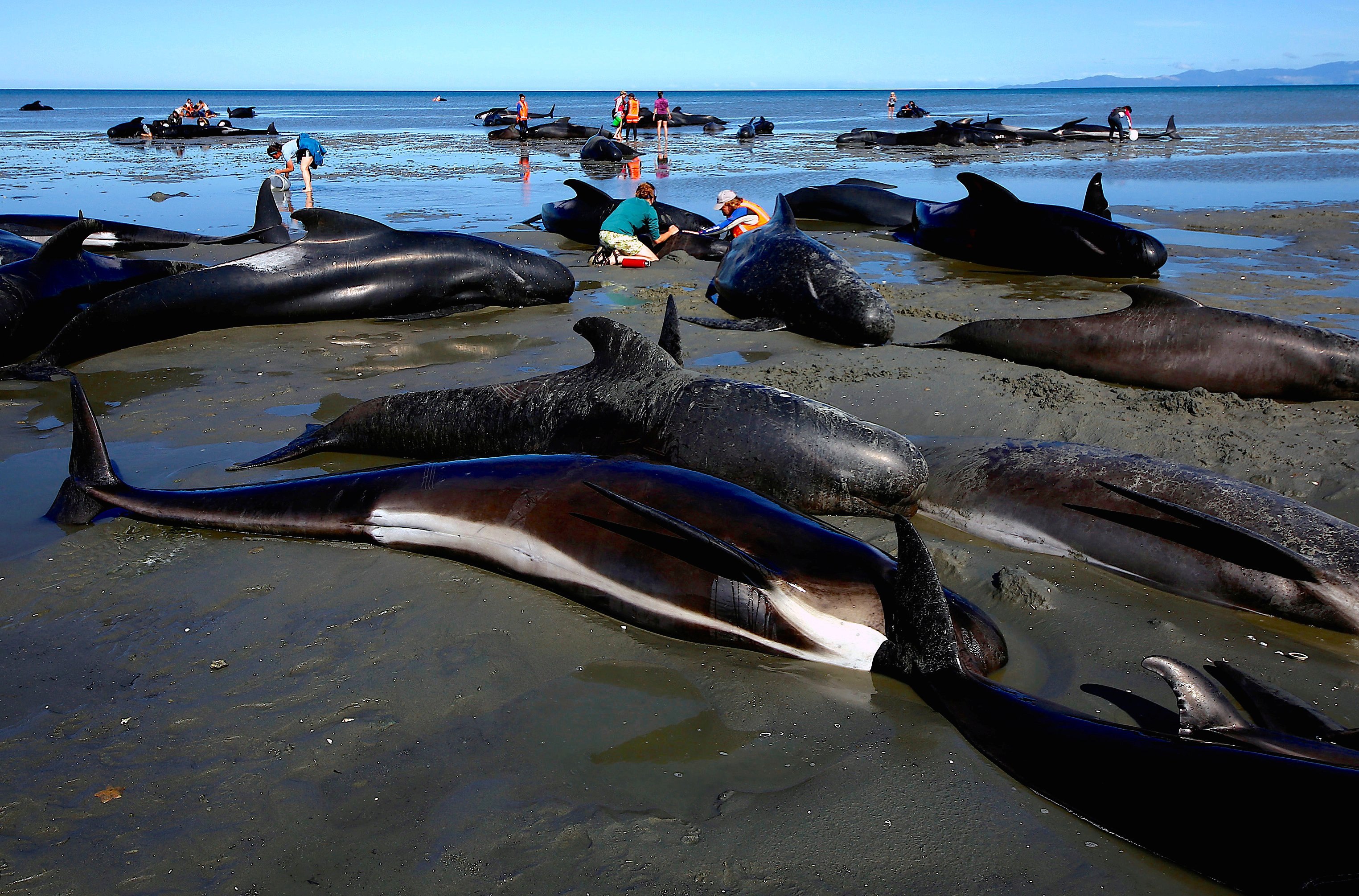 Почему дельфинов выбрасывает на берег. Гринды дельфины и касатки. В новой Зеландии дельфины выбросились на берег. Дельфин Гринда. Черные дельфины гринды.