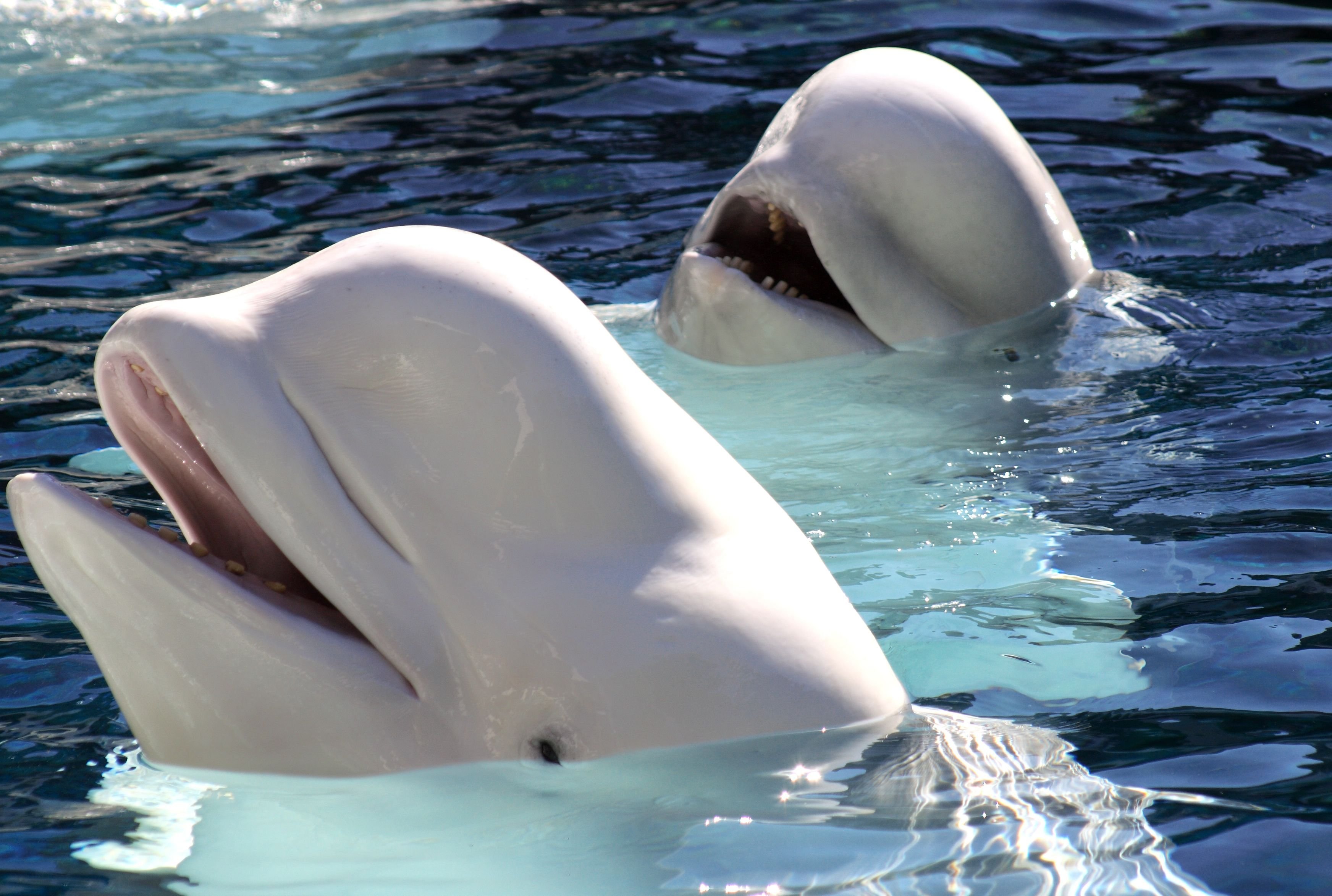 К какой группе океана относится белуха. Кит Белуха. Белый кит Белуха. Морские млекопитающие Белуха. Белый Дельфин Белуха.