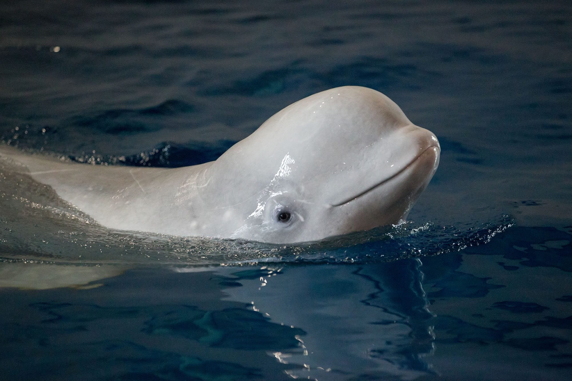 Лоб дельфина. Белый кит Белуха. Полярный Дельфин Белуха. Белый Полярный кит Белуха. Полярный кит Белуха.