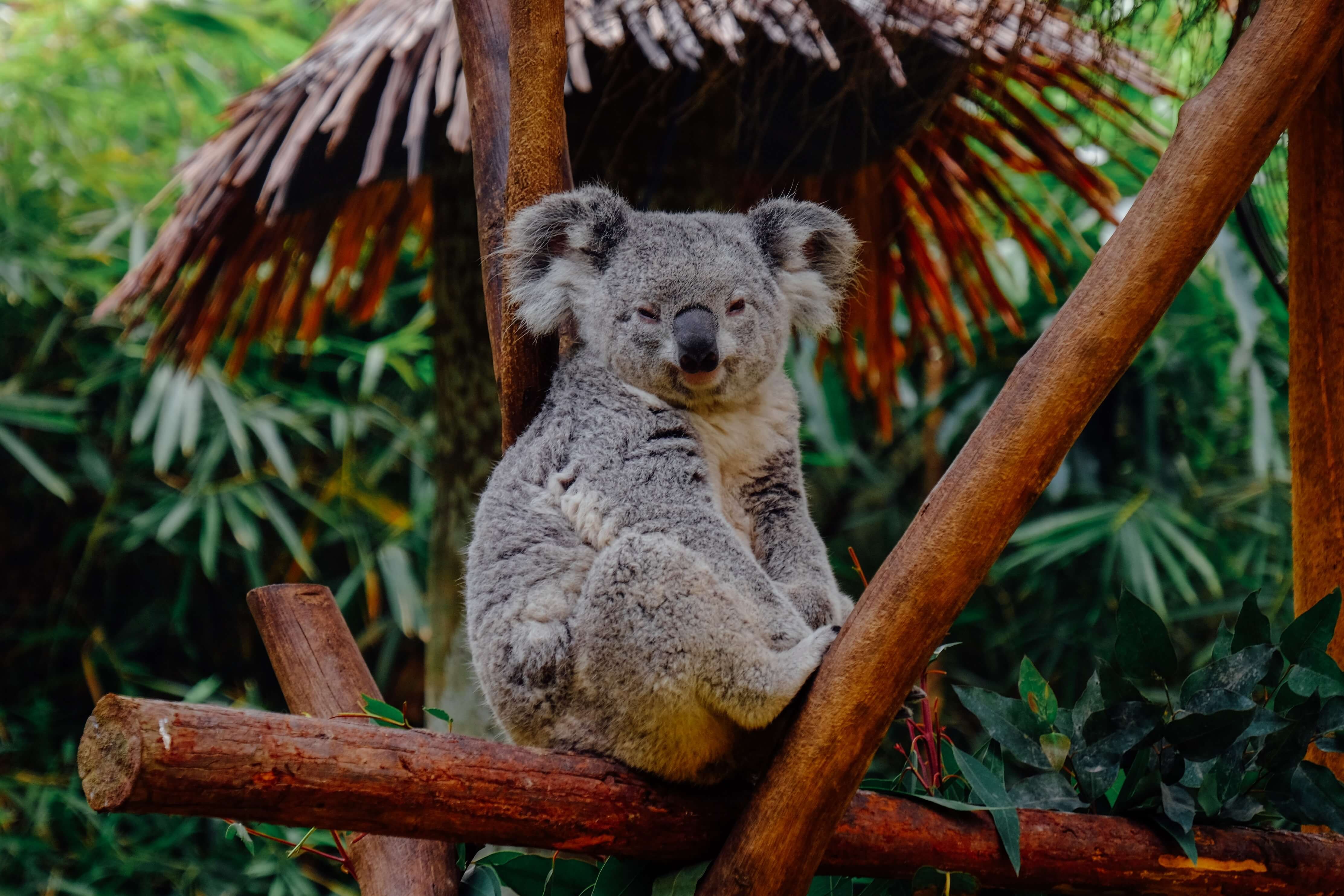 Коала природе. Животные Австралии коала. Коала сумчатое. Австралия сумчатые коала. Медведи коалы в Австралии.