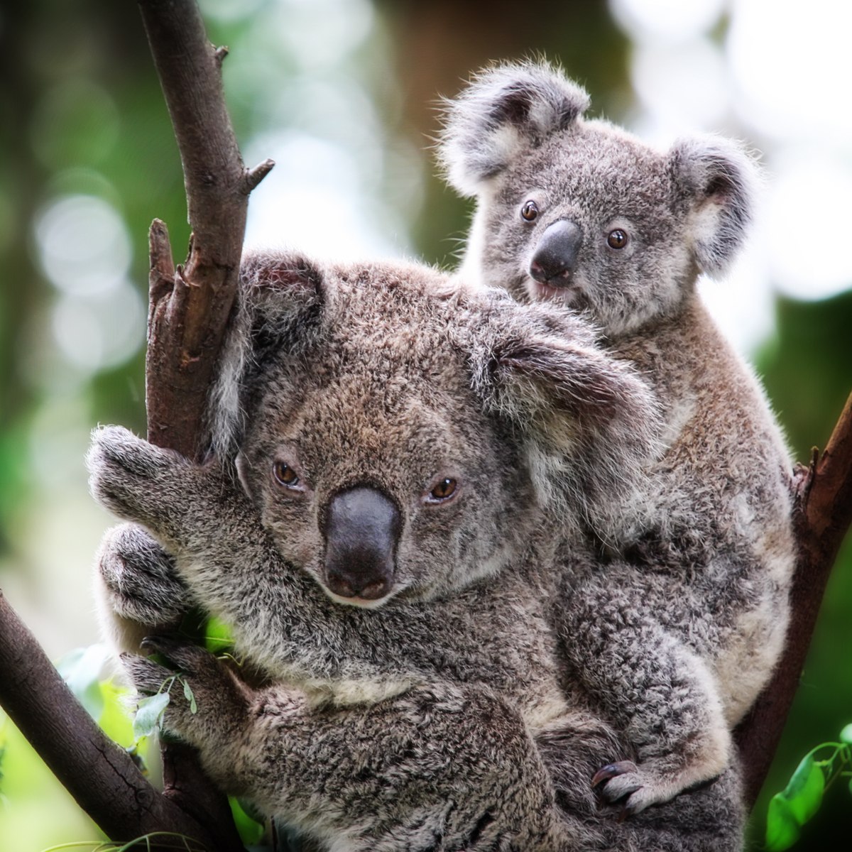 Коала мама. Коала сумчатое. Мишка коала. Сумчатые млекопитающие коала. Австралийский сумчатый медведь коала.