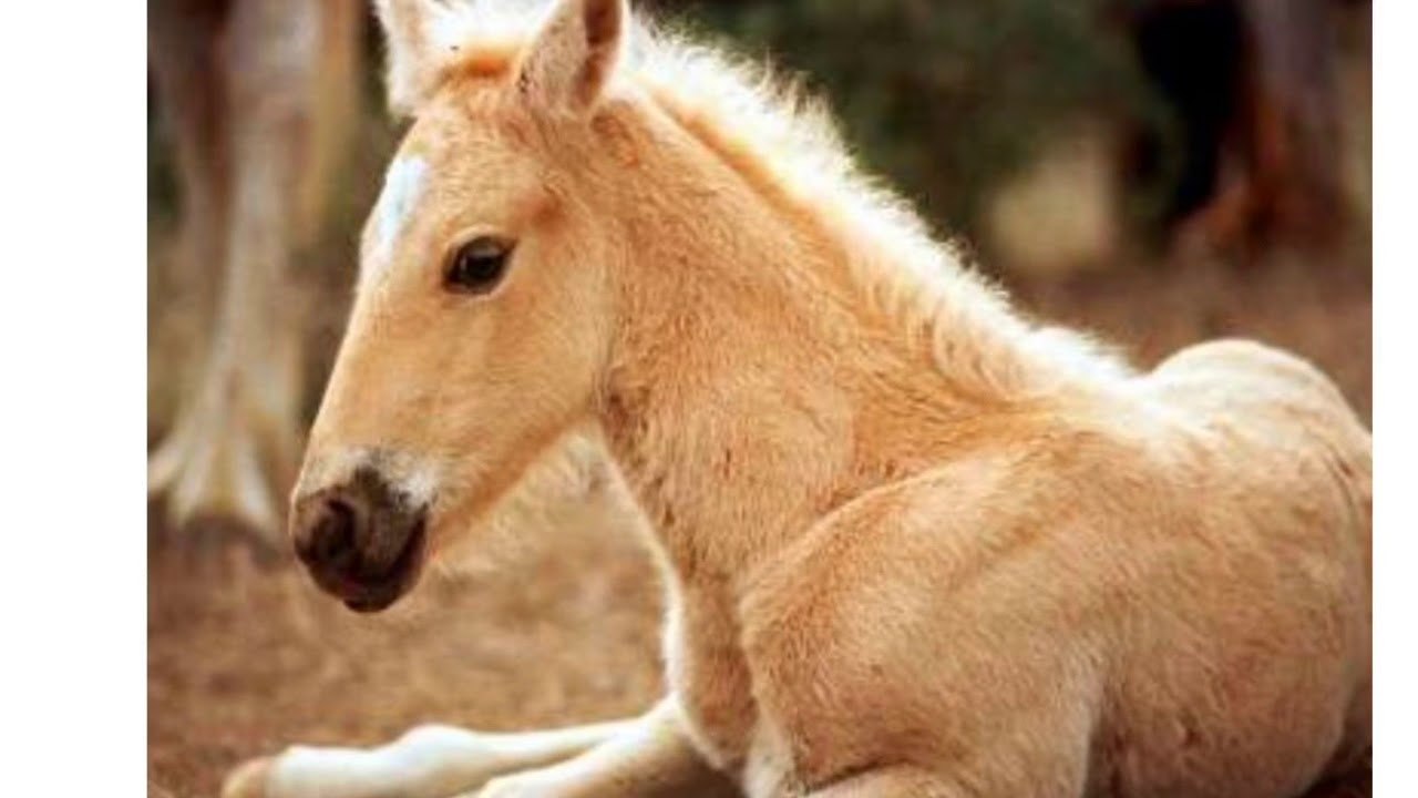 желтая лошадь фото