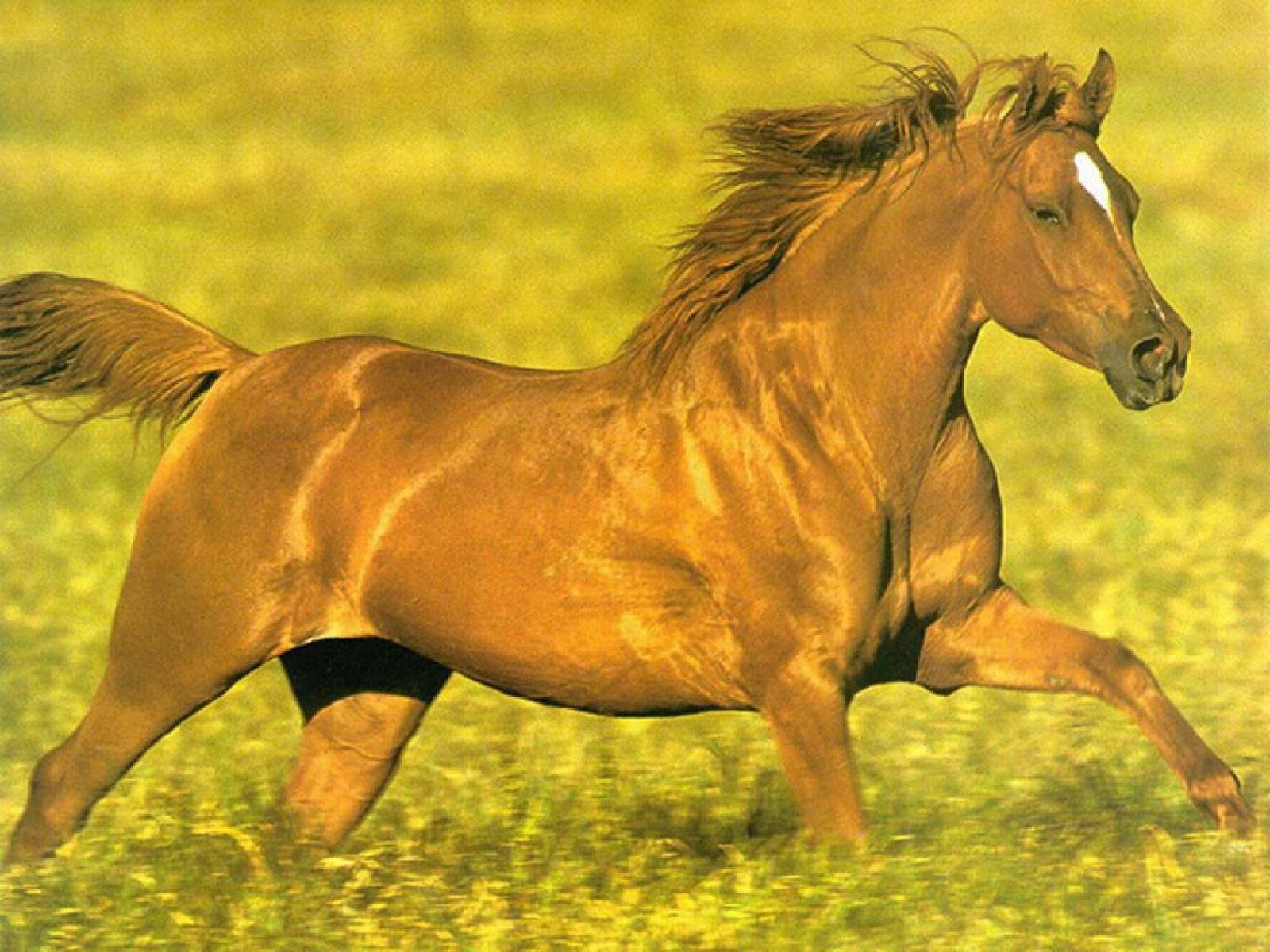Желтая лошадка. Животные лошади. Желтая лошадь. Лошадь в движении. Лошадь бежит.