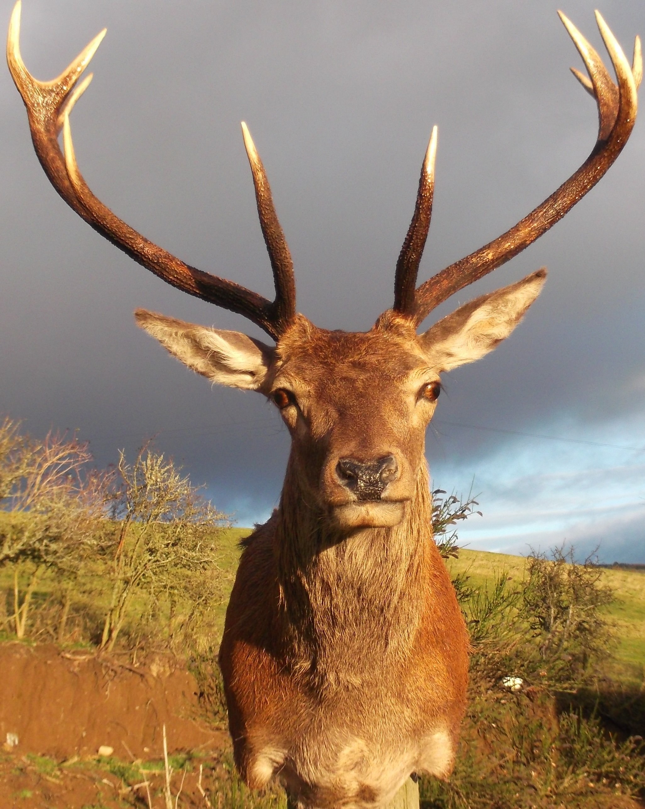 Морда оленя. Благородный олень анфас. Red Deer Stag. Рогатый олень.