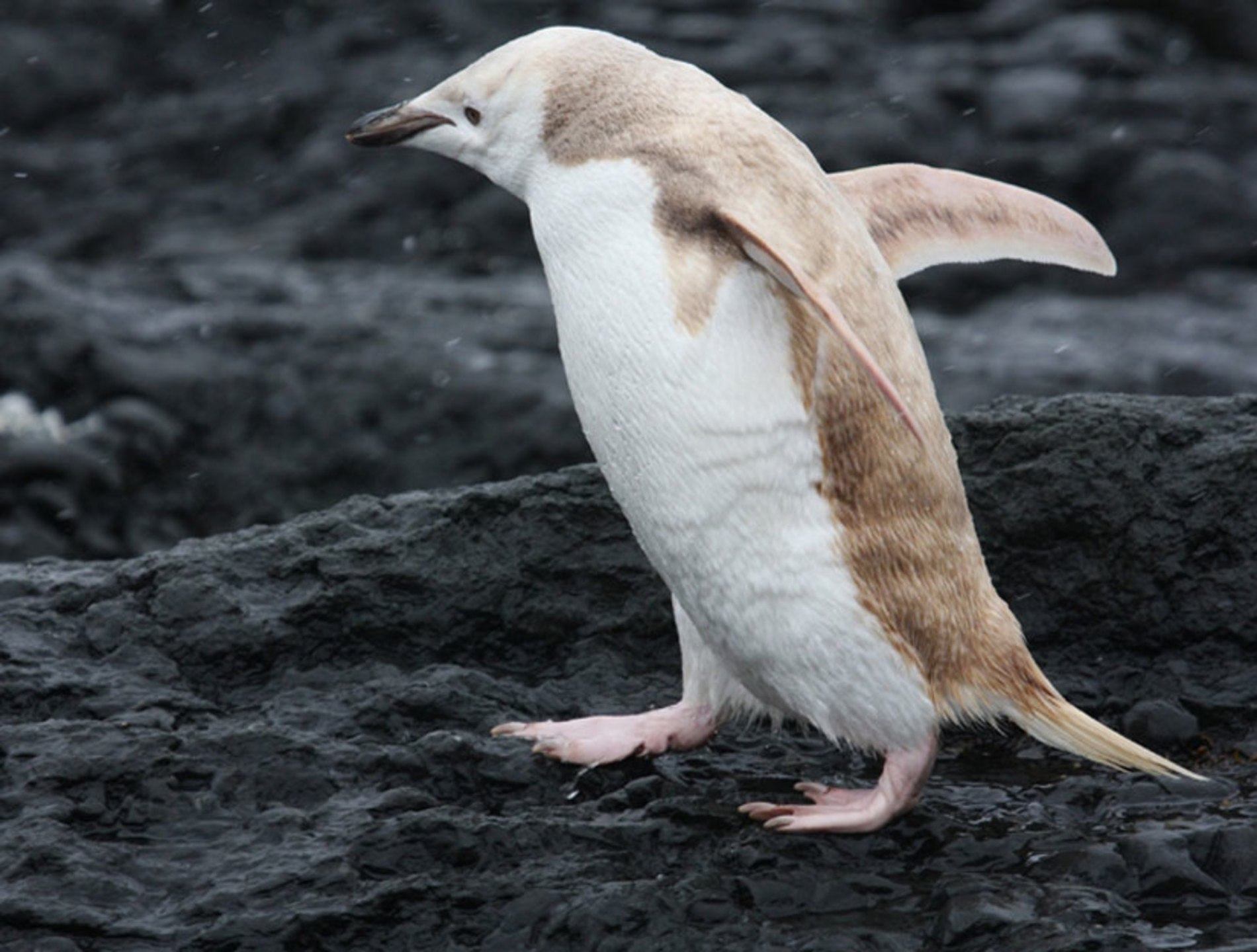 Редкость животных. Пингвин альбинос. Альбинизм Пингвин. Альбиносы животные. Альбинос животное Пингвин.