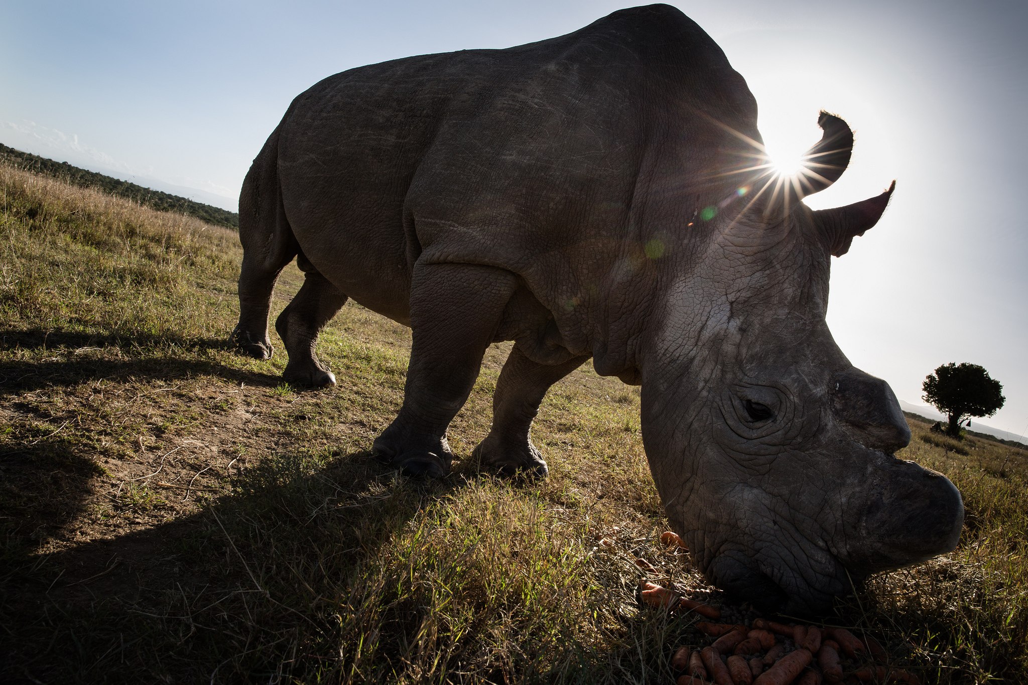 Носорог все выступления. Двурогий носорог. Яростный носорог. Черный носорог. Носорог ест траву.