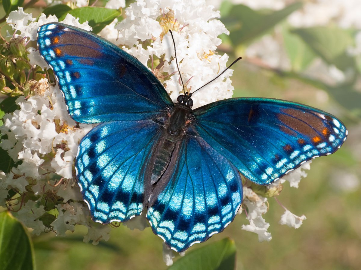 Бело голубые бабочки. Бабочка Морфо Менелай. Бабочка Морфо Пелеида. Бабочка Алтайская голубая Ордынка. Голубой Махаон бабочка.