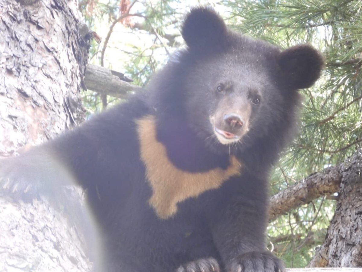 Медведь приморском крае. Гималайский медведь в Уссурийской тайге. Гималайский белогрудый медведь. Гималайский медведь Приморский край. Уссурийский белогрудый медведь.