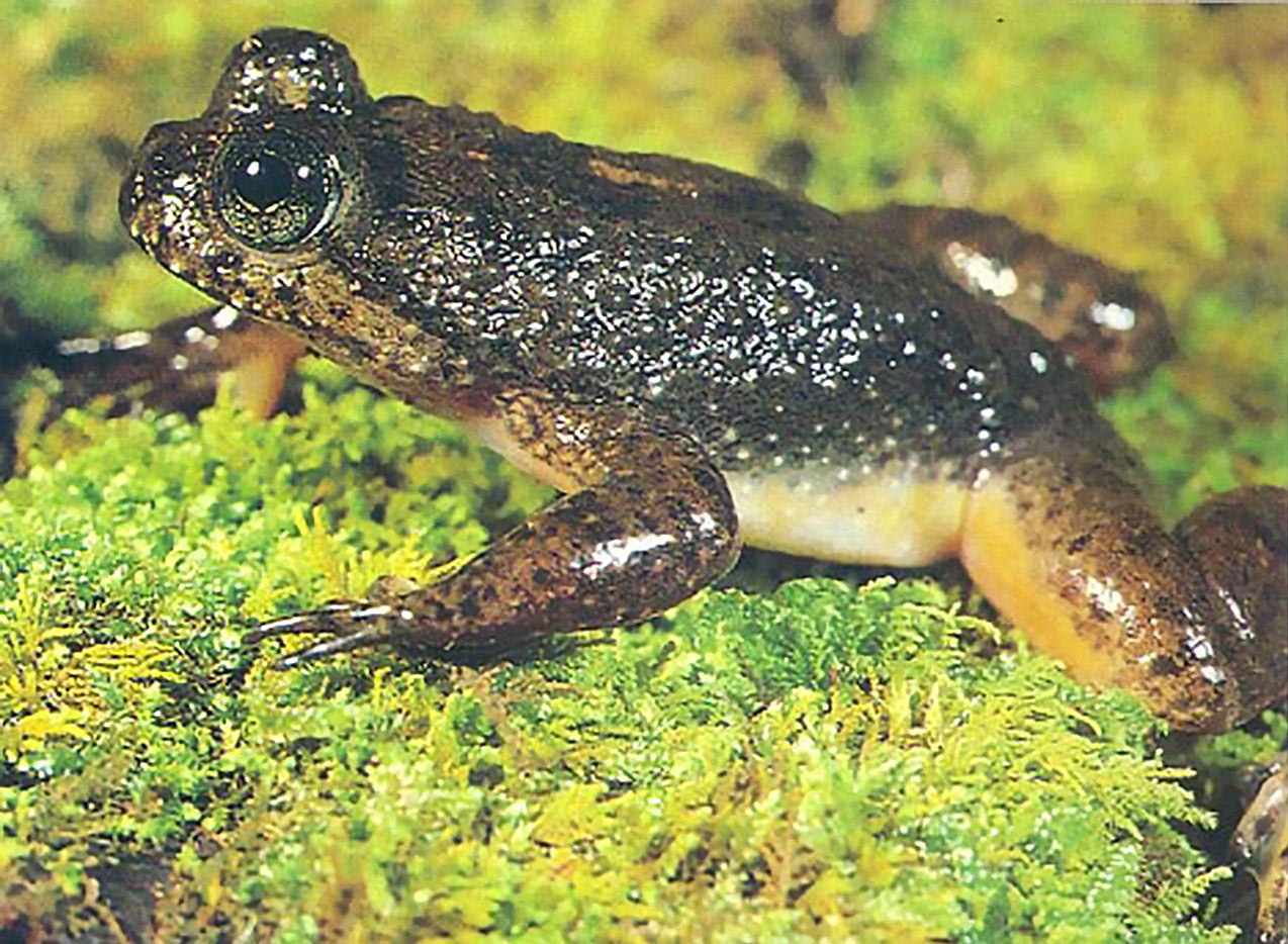 Земноводные размножаются откладывая. Реобатрахусы заботливые лягушки. Австралийская ротородящая лягушка. Живородящая жаба.