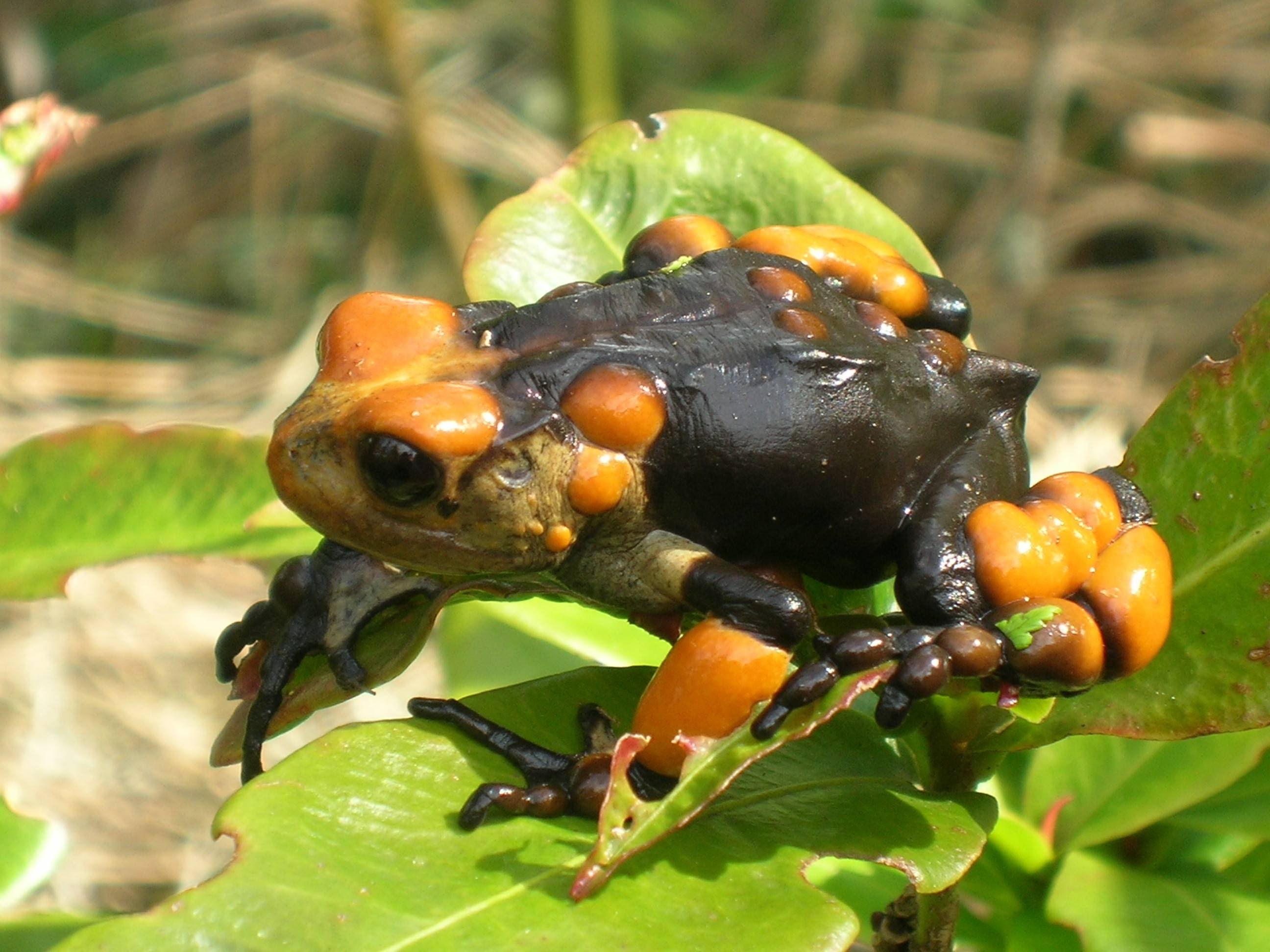 Земноводные живородящие. Живородящая лягушка. Африканская живородящая жаба. Самка африканской живородящей Жабы. Живородящие амфибии.