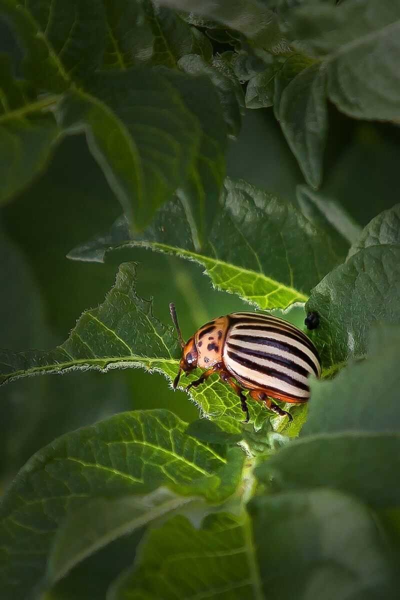 Каралацкий жук (66 фото)