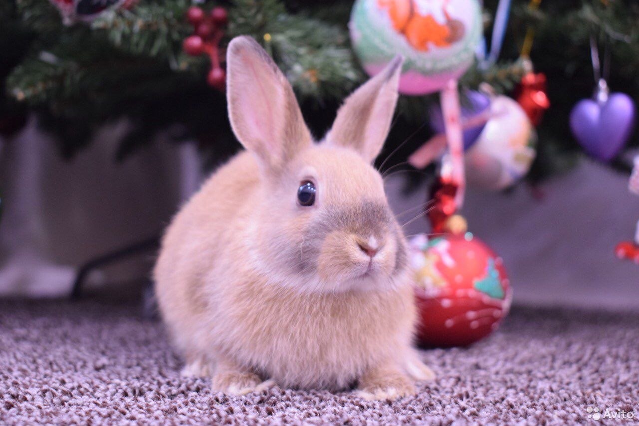 Красивые картинки кроликов. Кролики фото красивые. Мардер кролик красивые фото и картинки. Самый красивый кролик