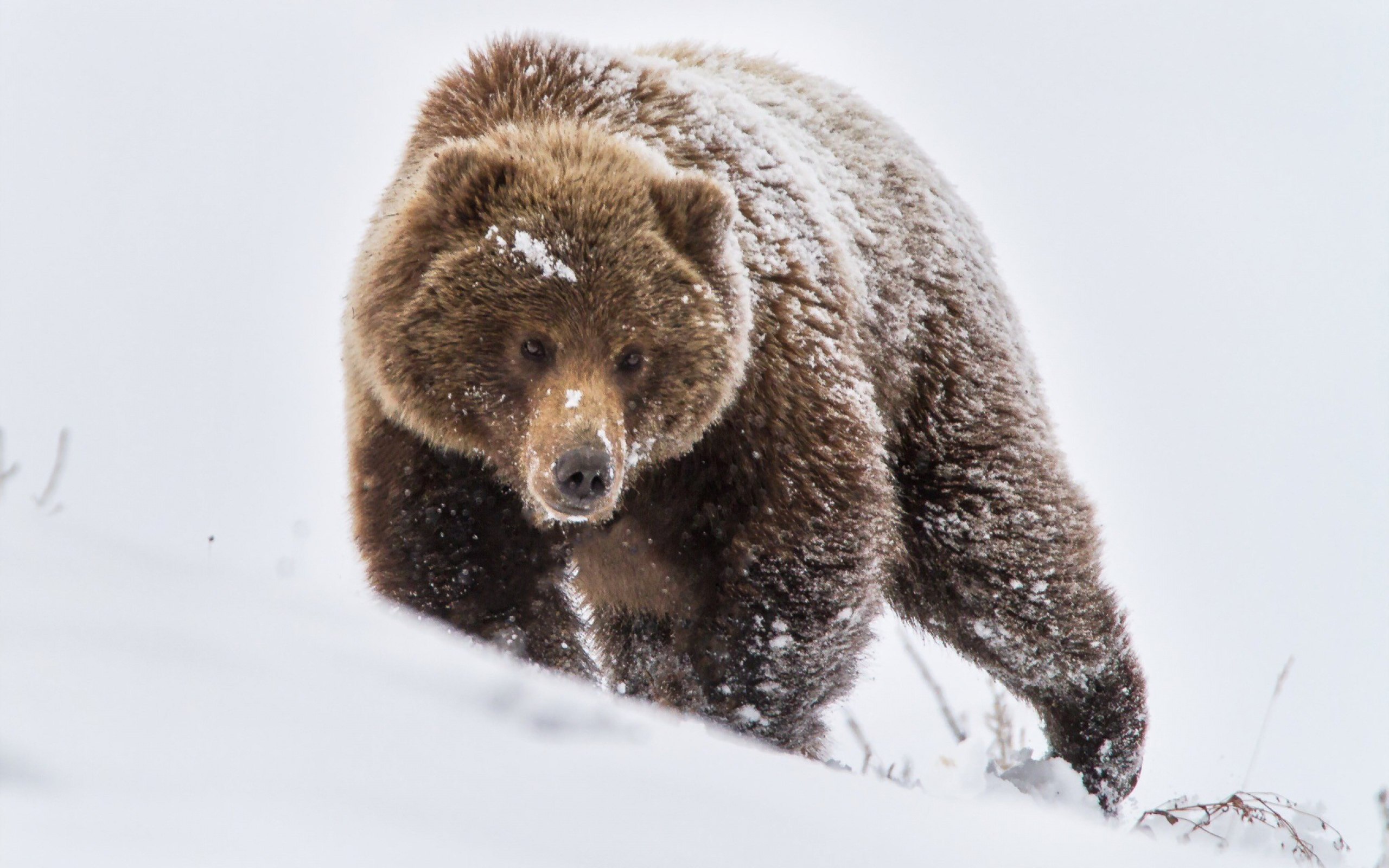 Медведь зимой фото