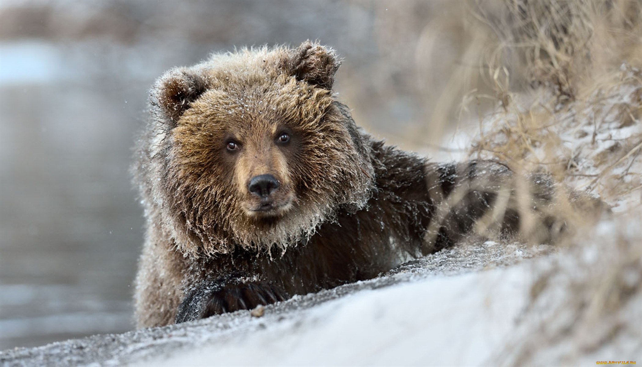 Зверь пробуждение. Бурый медведь зимой. Медведь зимой. Красивый медведь. Медведь в зимнем лесу.