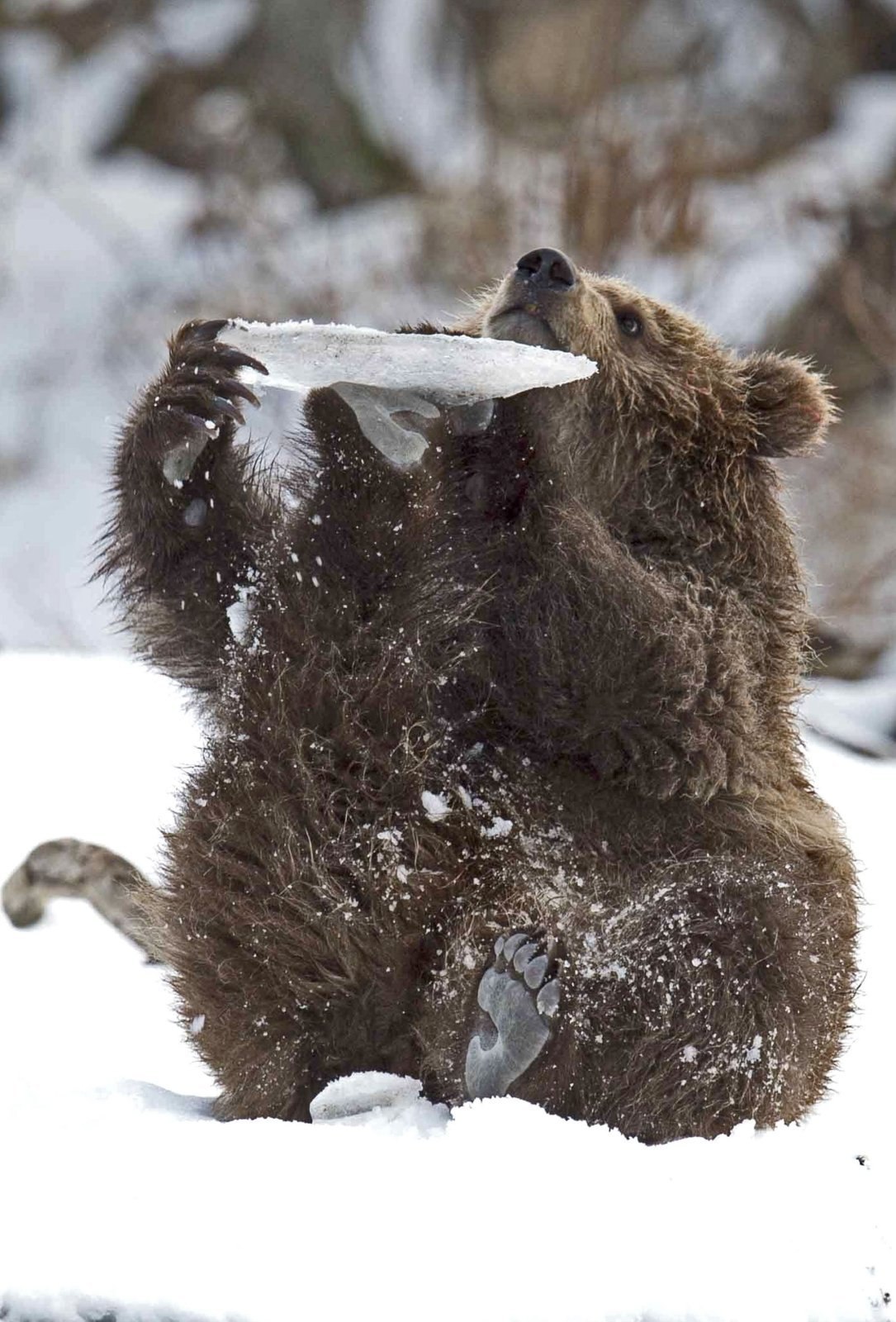 Медведь в сугробе. Медведь зимой. Медведь в снегу. Медвежонок в снегу. Бурый медведь зимой.