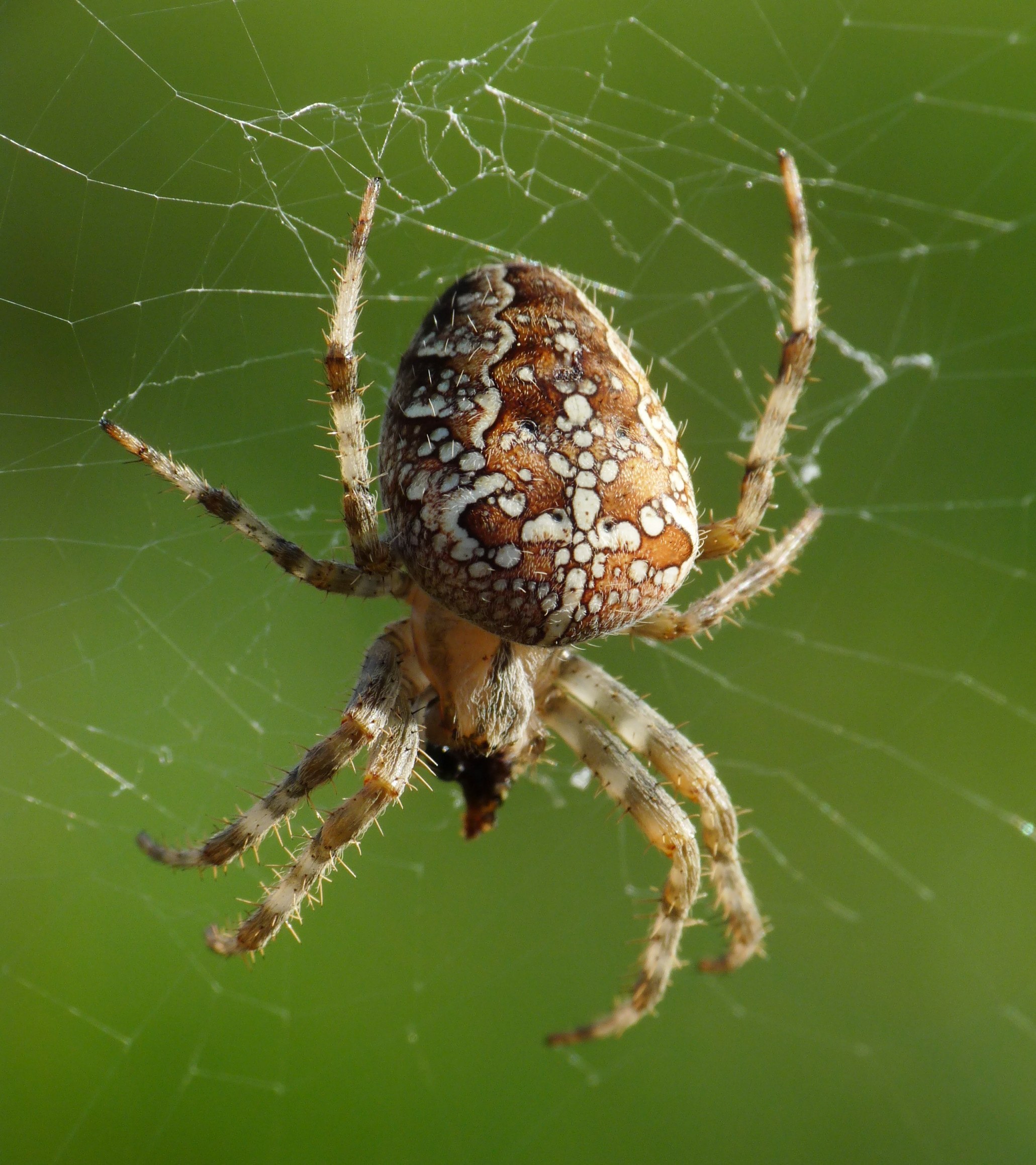 Паук крестовик фото. Паук крестовик. Araneus Quadratus Луговой крестовик. Araneus diadematus - крестовик. Обыкновенный крестовик - Araneus diadematus.