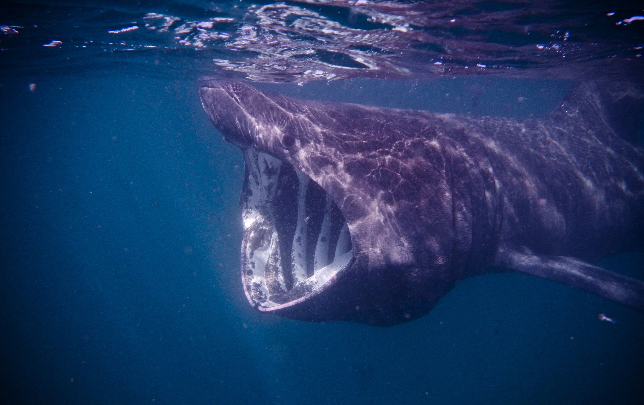 Гигантская акула Баренцево море