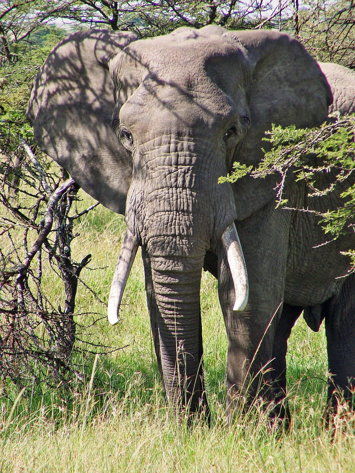 Сколько диких слонов. Слоны. Слон в Африке. Африканские слоны. Слоны в Африке.