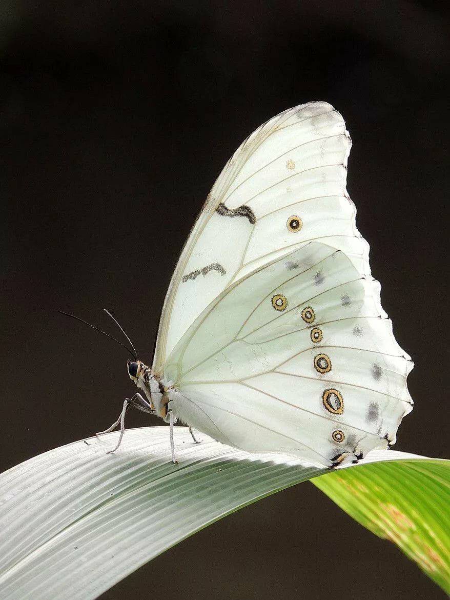 Бабочка Баттерфляй белая
