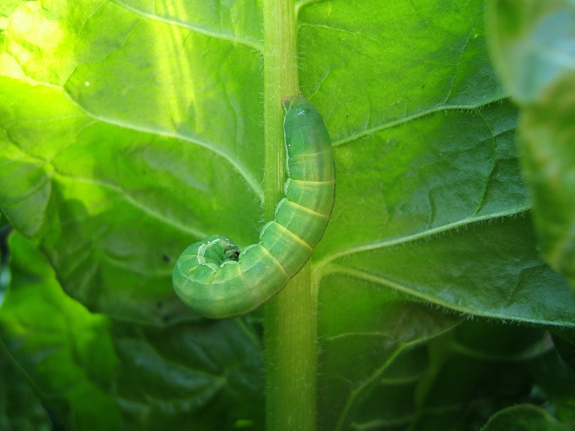 Зеленый червь оригинал. Зеленая гусеница капустница. Green Caterpillar гусеница. Мелкие зеленые гусеницы. Зеленые личинки.