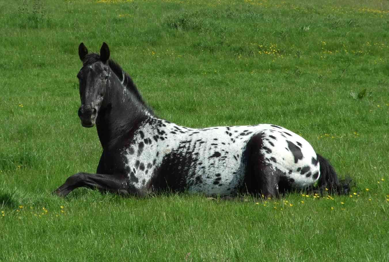 Лошадь черного окраса. Аппалуза чубарая. Чубарая лошадь Аппалуза. Аппалуза масть чубарая. Аппалуза чубарая порода лошадей.