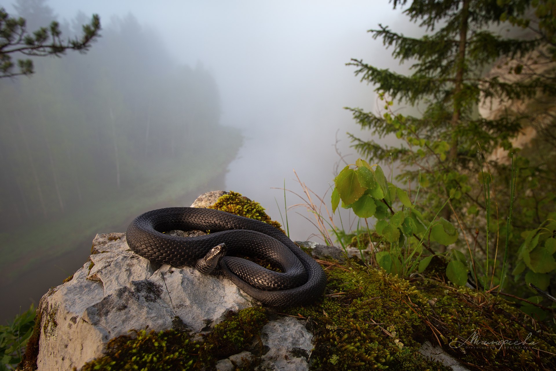 Фото гадюки урала