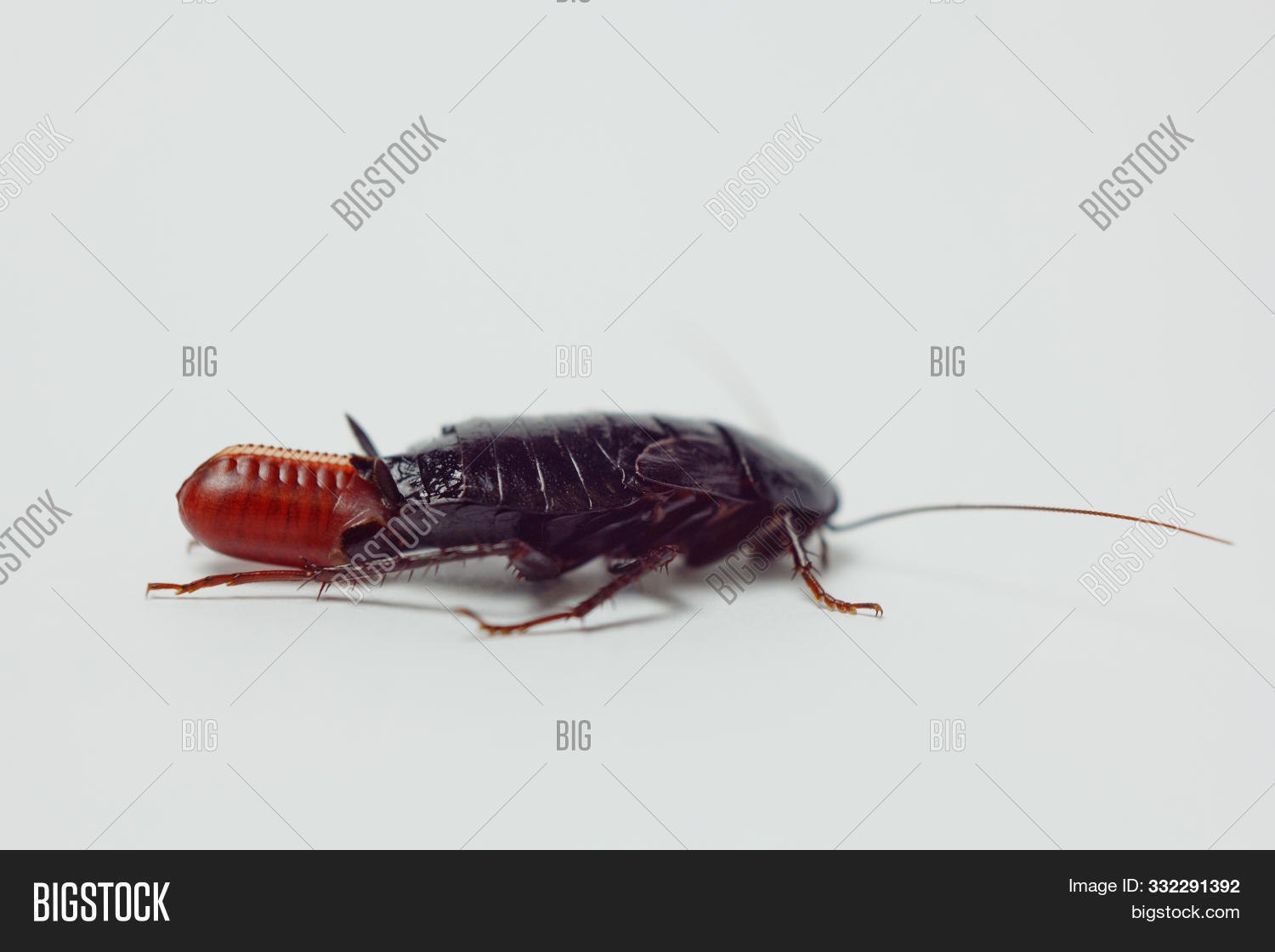 Беременный таракан