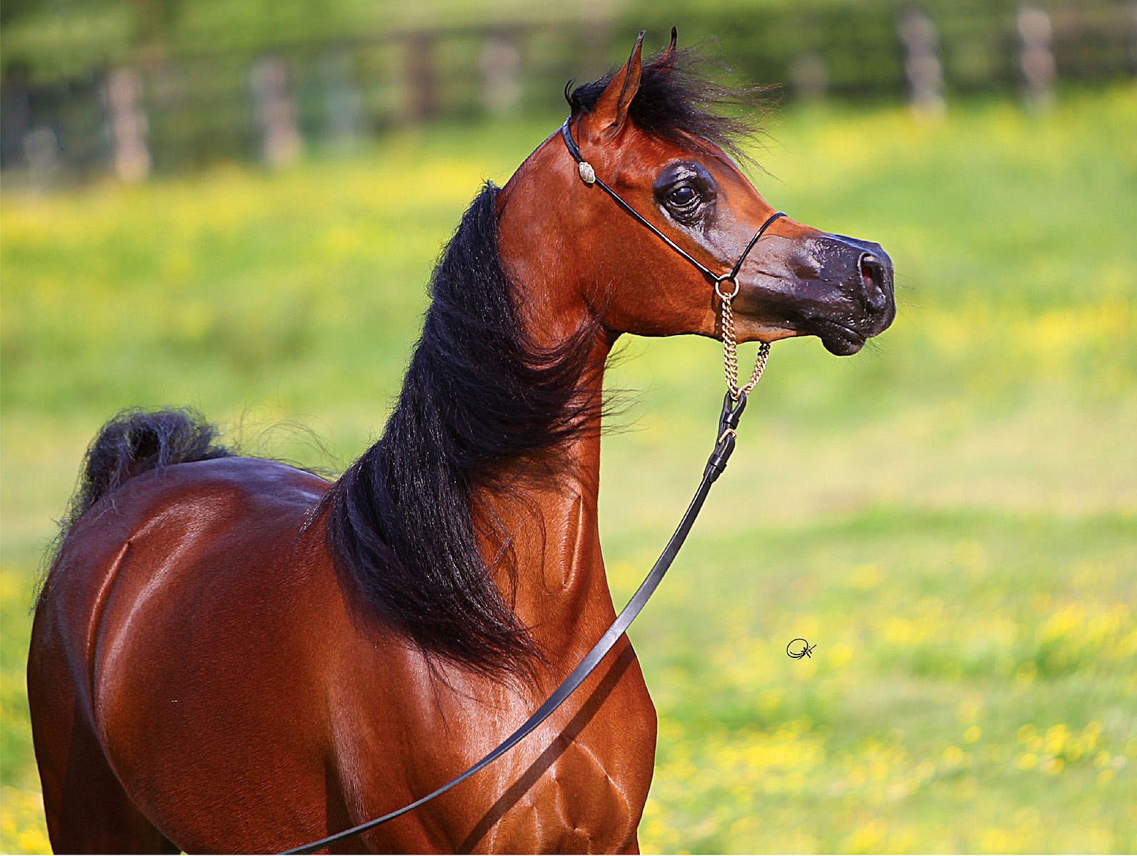 Сколько стоит верховые. Арабская Скаковая порода лошадей. Конь арабская чистокровная лошадь. Арабская лошадь гнедая. Арабская чистокровная лошадь.