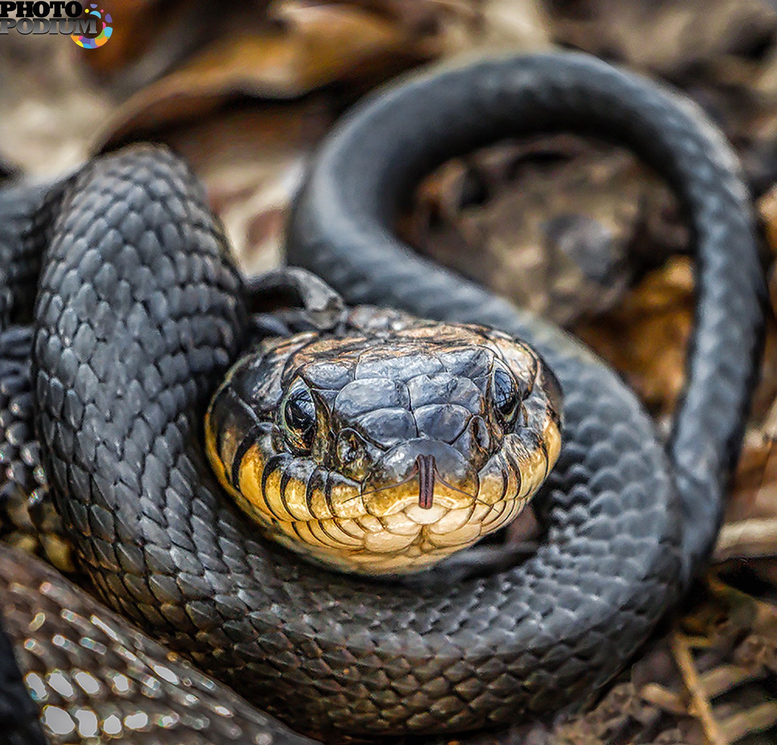 Какое название змеи. Австралийский Тайпан. Змея Тайпан синяя. Ядовитая змея Тайпан. Чёрная гадюка змея.