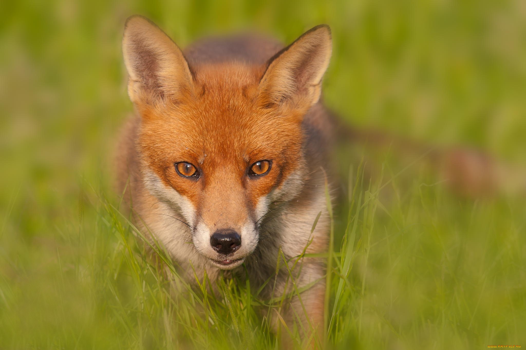 Redfox fox. Лис Фокс. Ред Фокс лиса. Красная лиса. Красивые лисы.