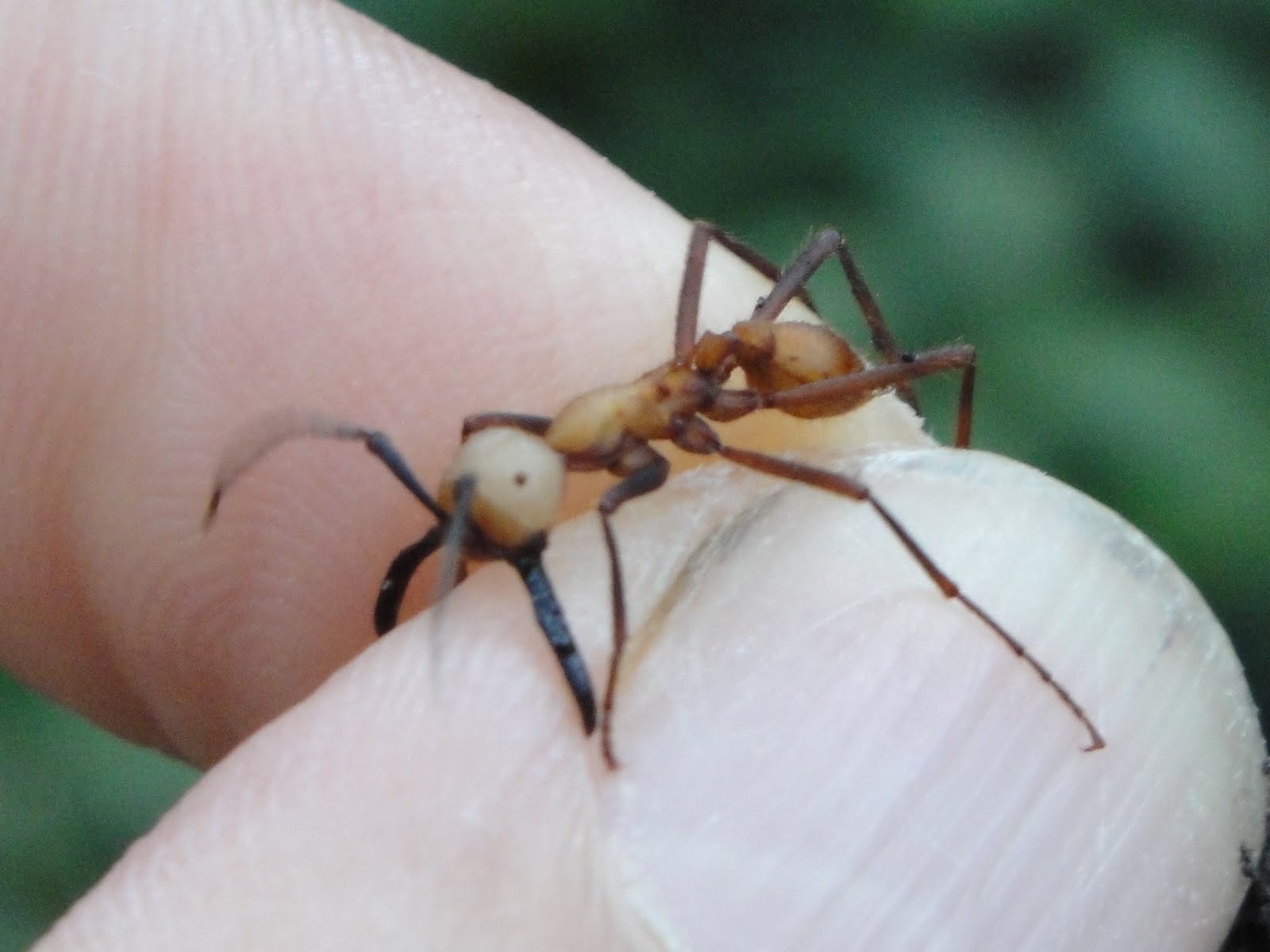 Сколько муравей в мире. Эцитоны Бурчелли. Армейские муравьи-солдаты (Eciton burchellii). Муравей Эцитон Бурчелли. Кочевой муравей Эцитон Бурчелли.
