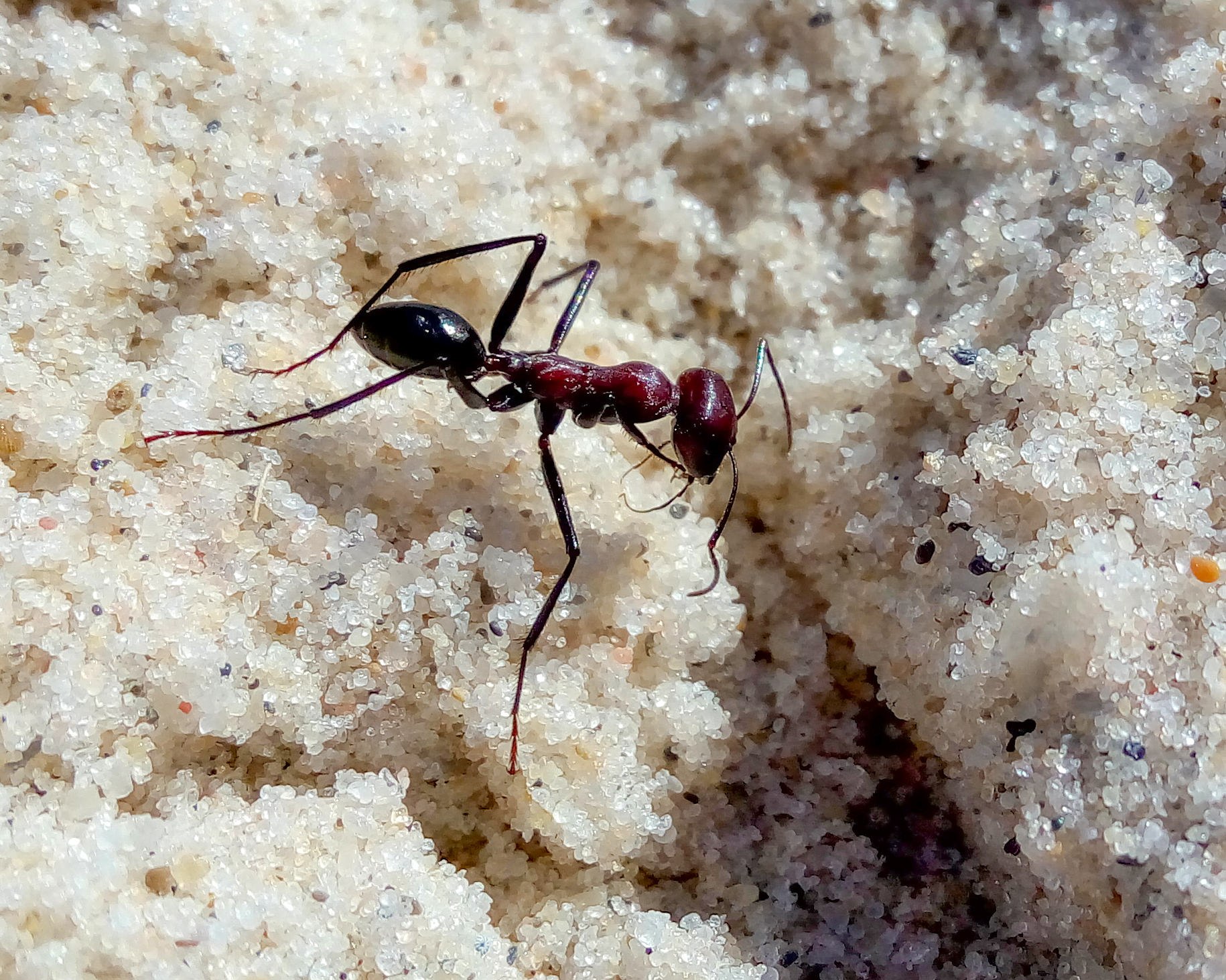 Название армейского муравья. Кочевые муравьи убийцы. Муравьи кочевники. Муравьи сиафу. Армейские муравьи.
