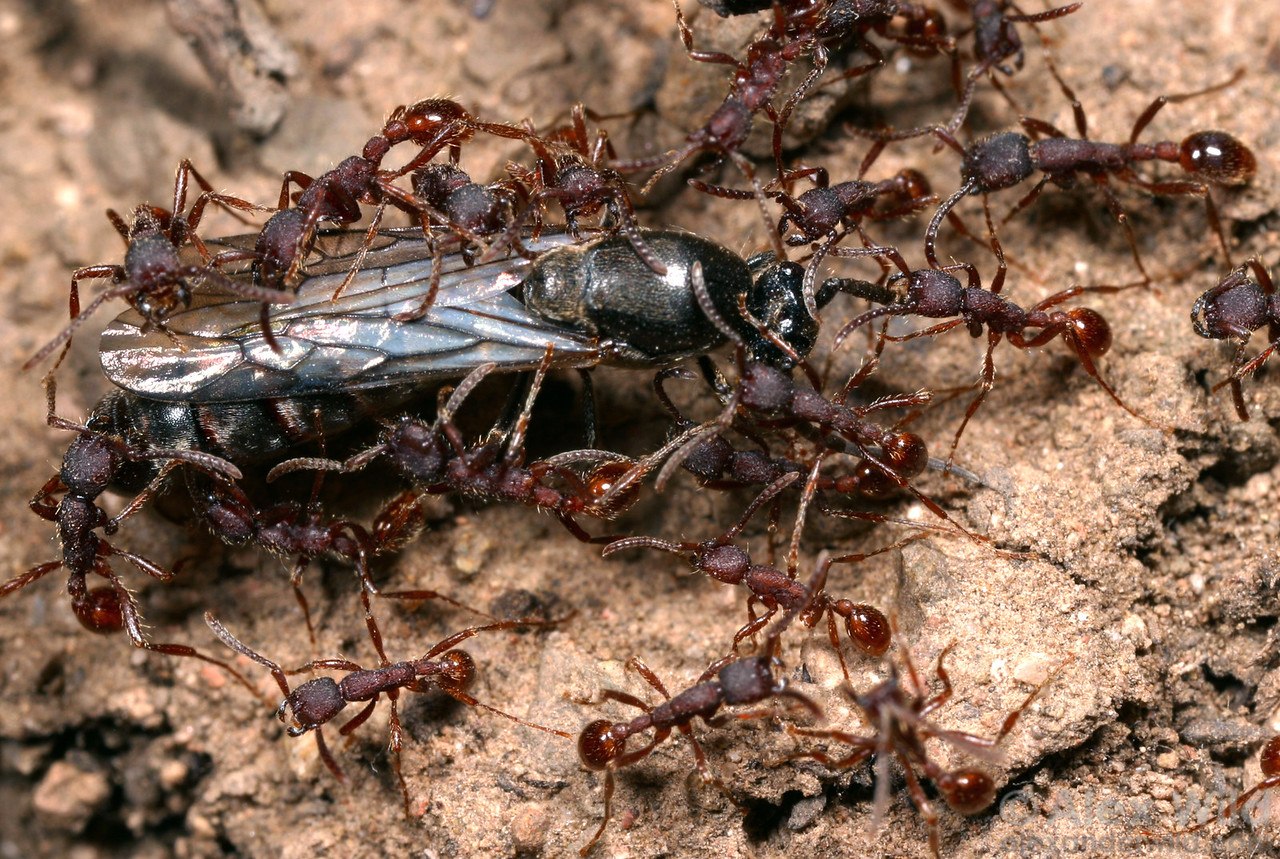 Рабочие особи. Королева муравьев сиафу. Кочевой муравей Эцитон Бурчелли. Кочевые муравьи сиафу. Королева кочевых муравьёв.