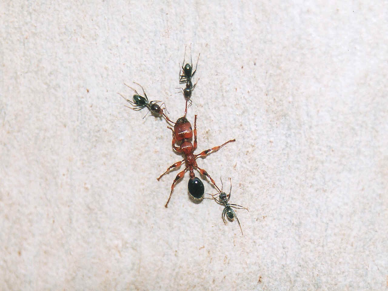 Название армейского муравья. Iridomyrmex anceps муравьи. Муравей военный. Боевой муравей.