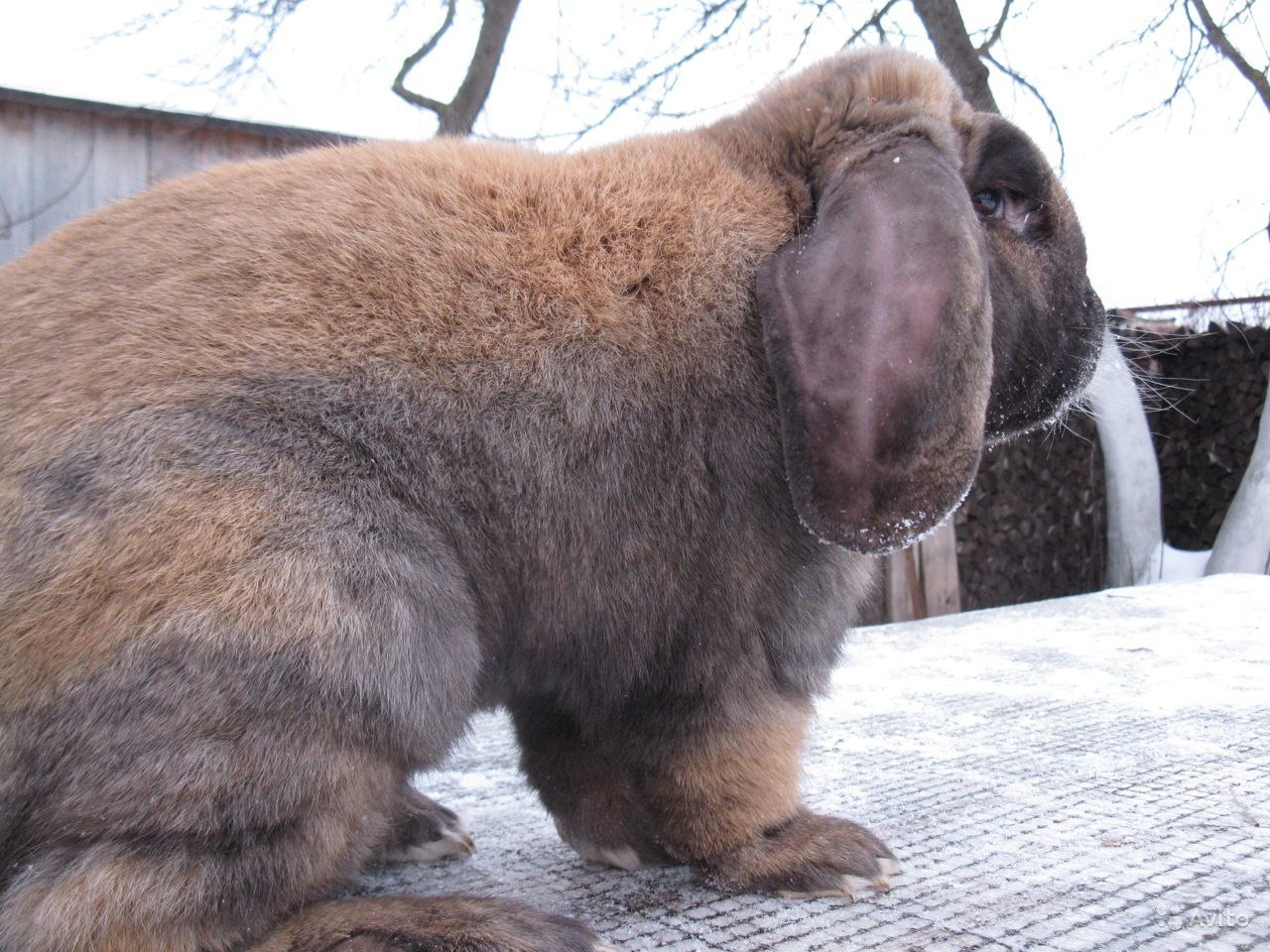 Порода кроликов французский баран