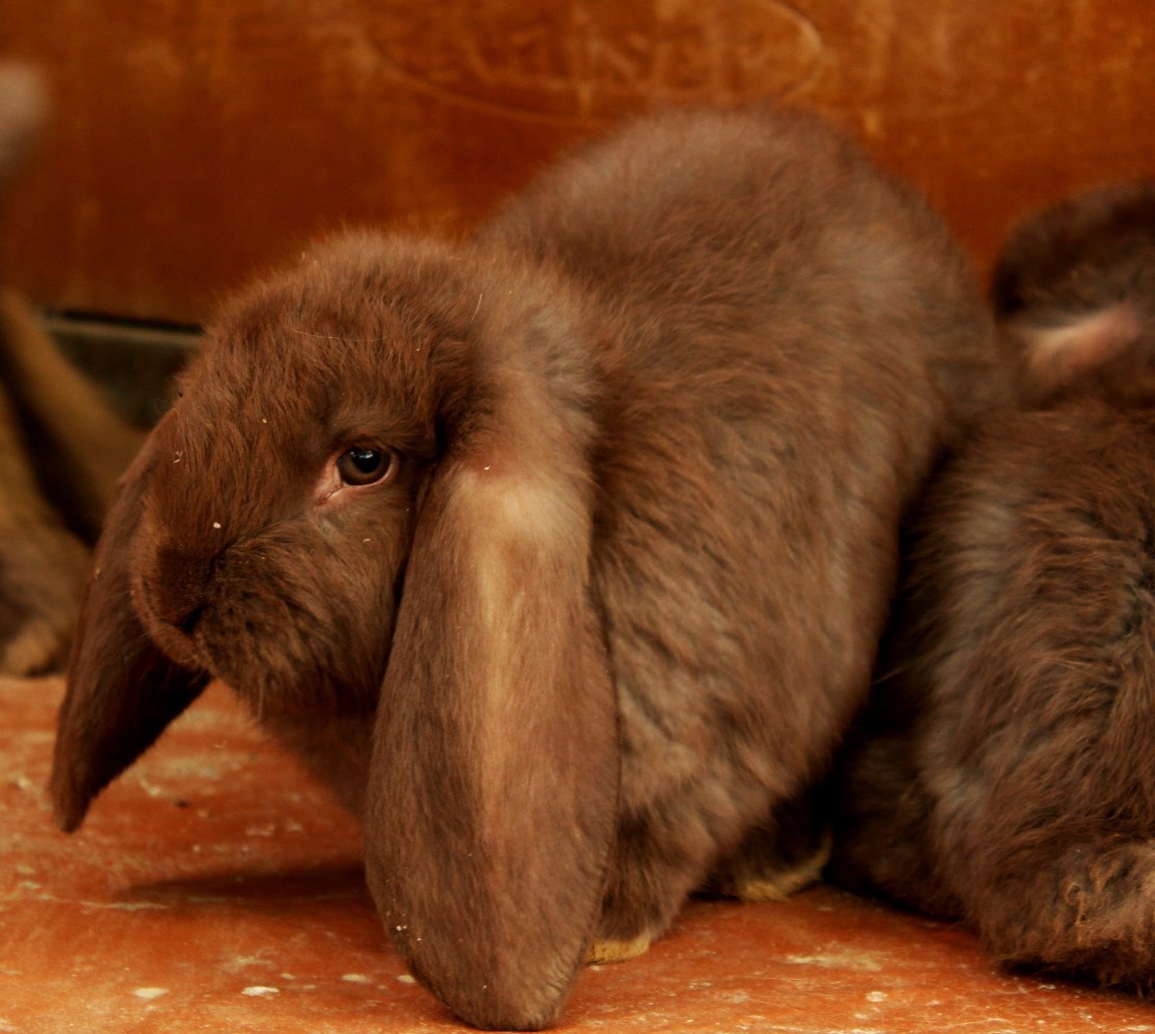Порода кроликов французский баран