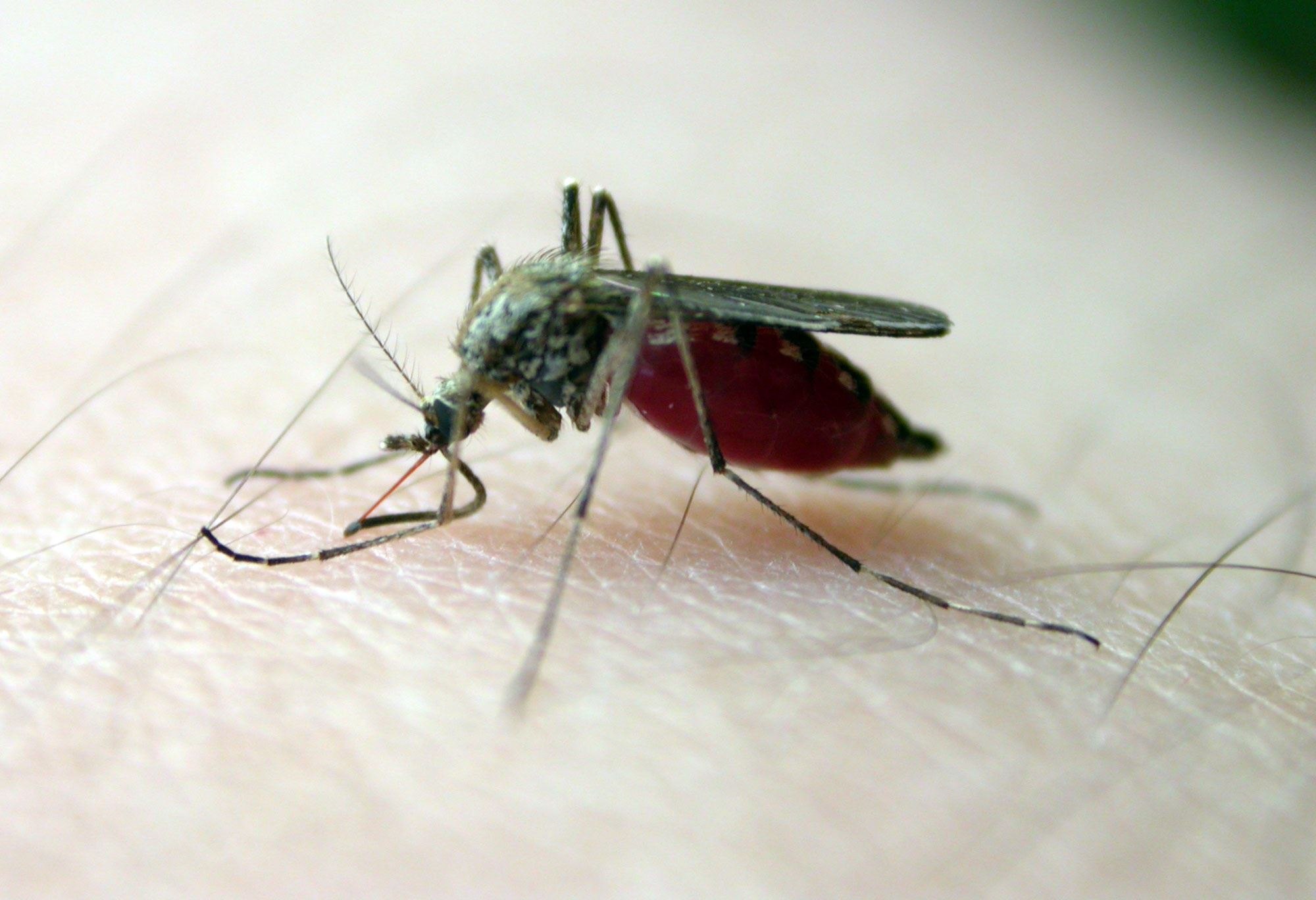Гнус. Сколько живут комары. Сколько живут комары обыкновенные. Сколько лет живут комары.