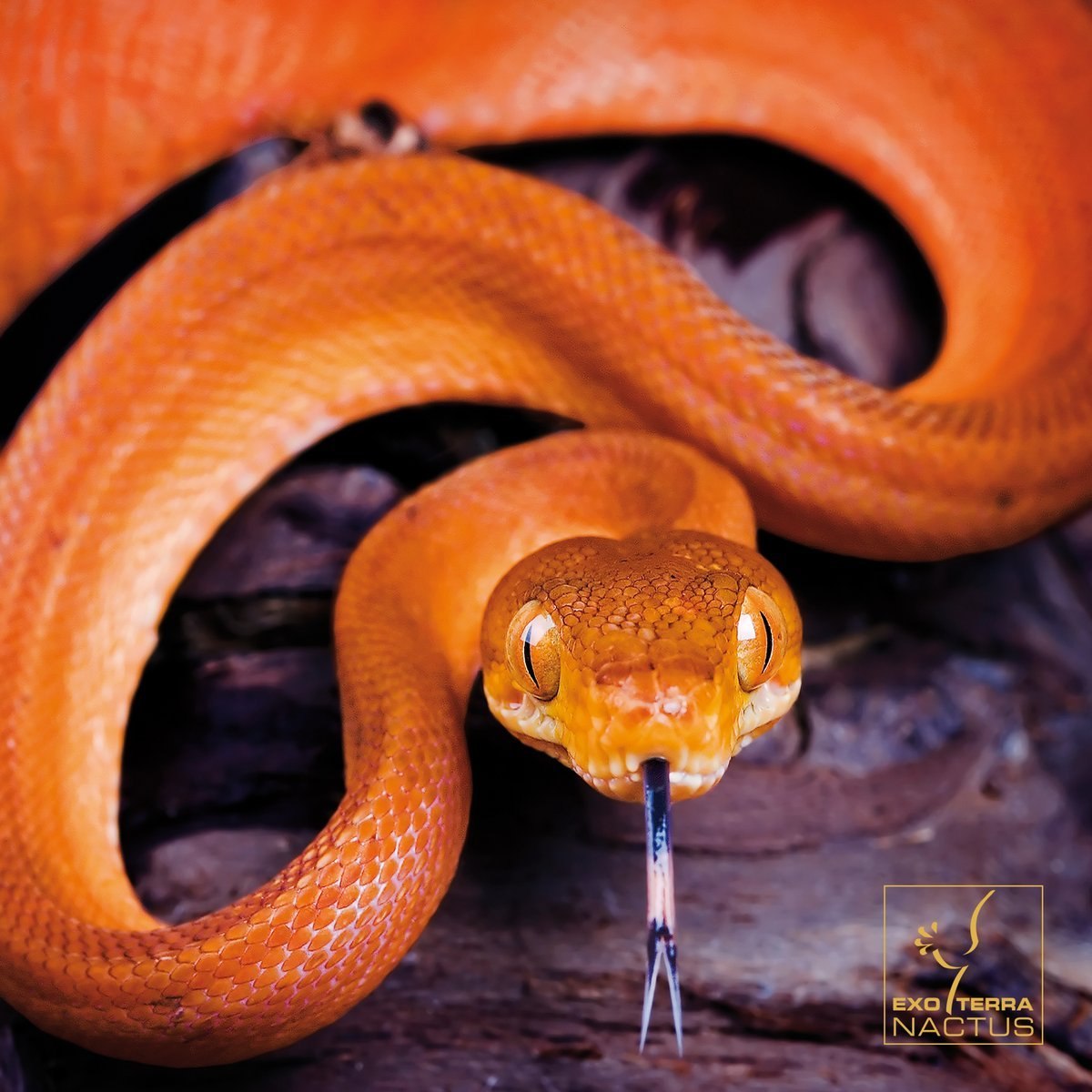 Почему змея высовывает. Змея маисовый полоз оранжевый. Оранжевый полоз змея. Corallus hortulanus. Техасский маисовый полоз.